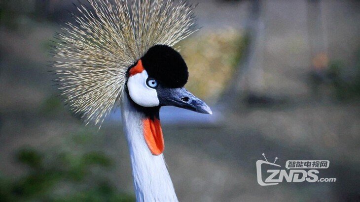 kktv K43使用评测,好不好,双十一购买攻略!_康