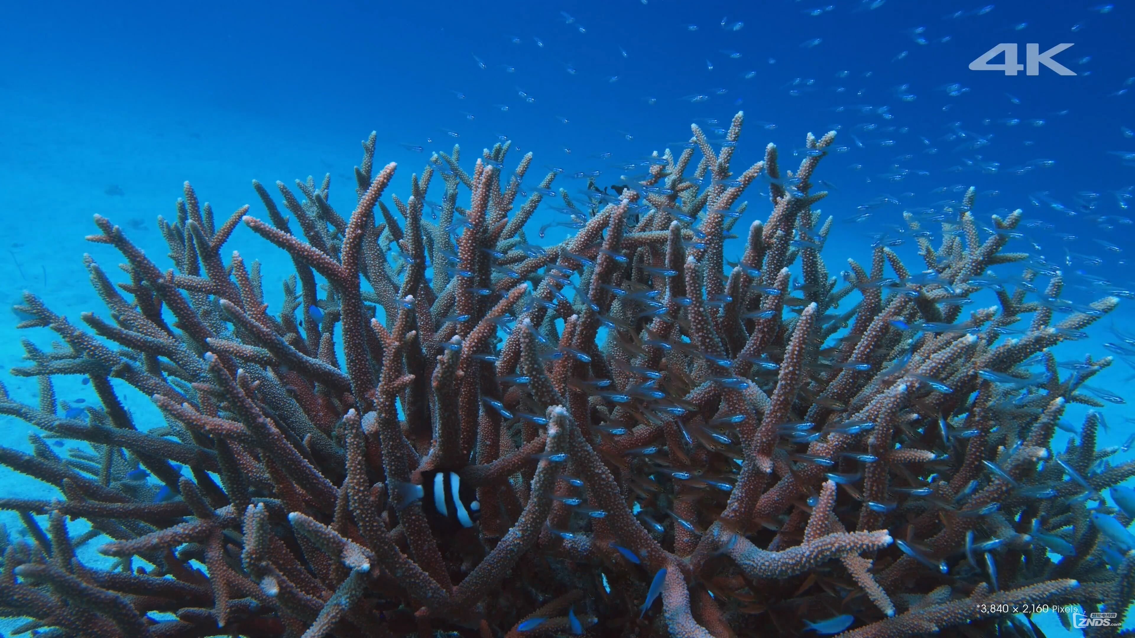 [4K高清]索尼4K测试-冲绳海景[2160P\/MP4\/23