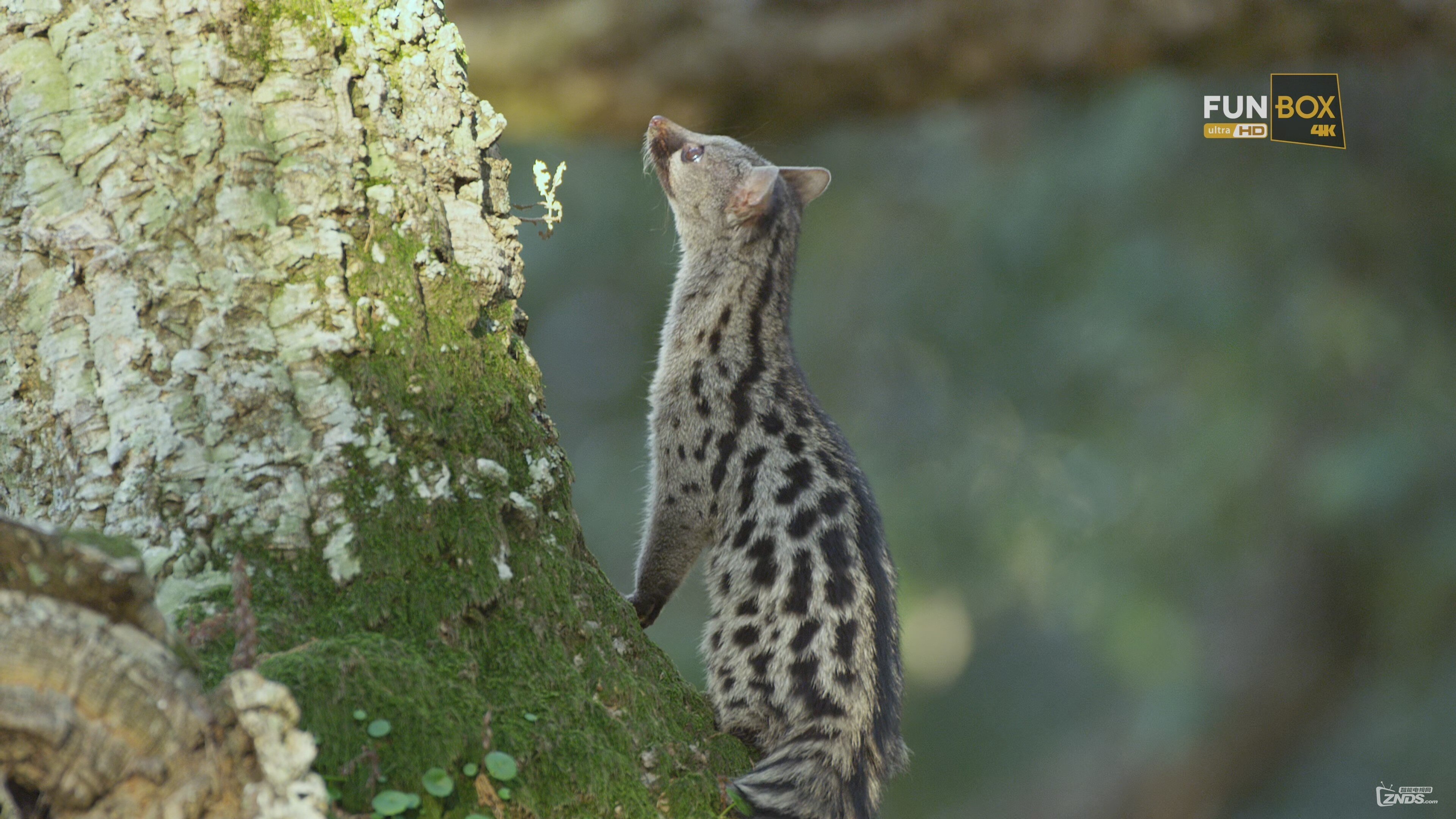 [4K高清生态纪录片] 麝猫历险记 [2160P\/MKV\/5.73GB]_4K资源下载