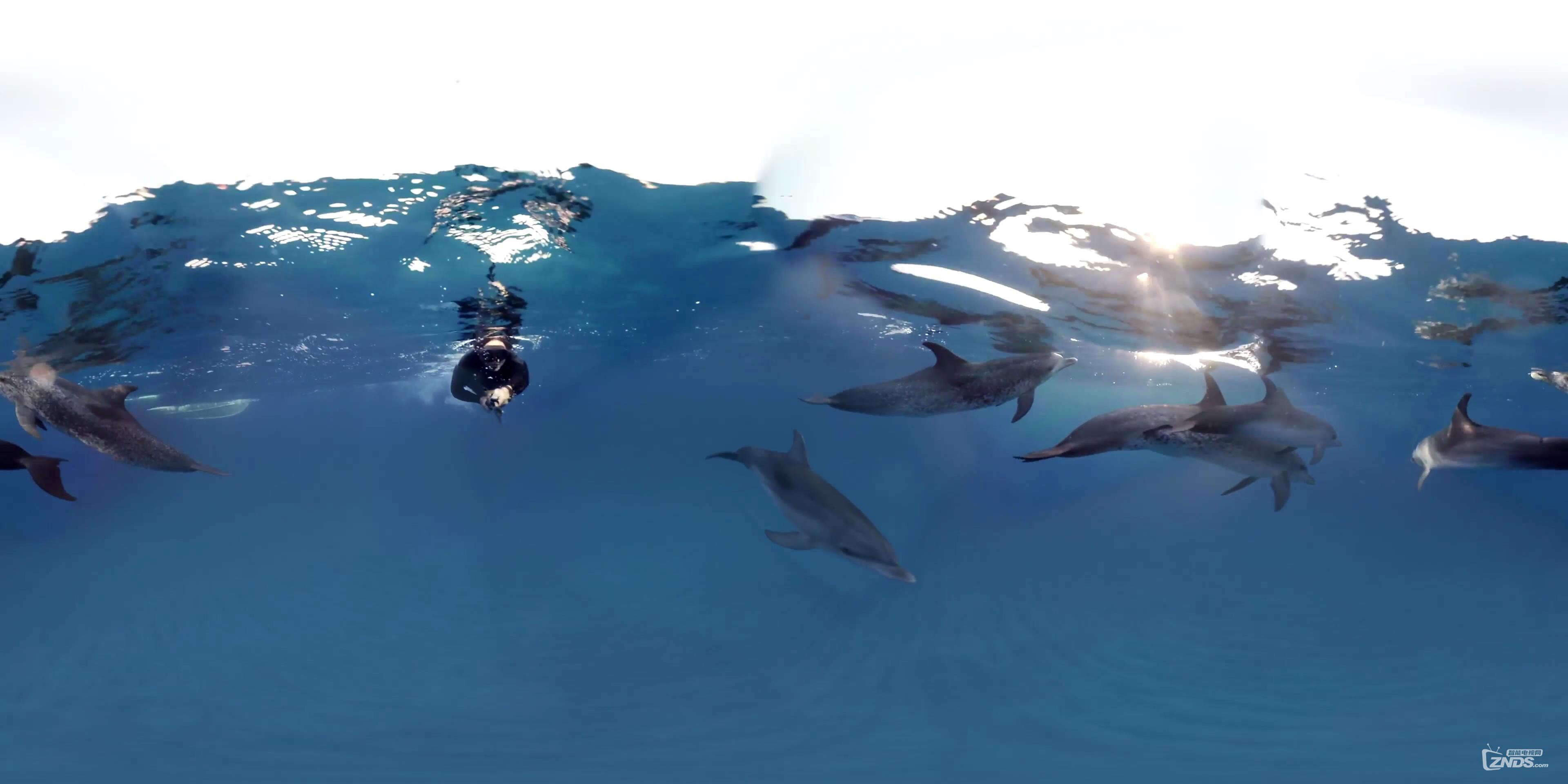 【360全景视频】同野外海豚一起游泳吧!_VR视