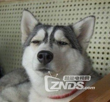 三星索尼75寸电视实地对比,你支持哪家_综合交