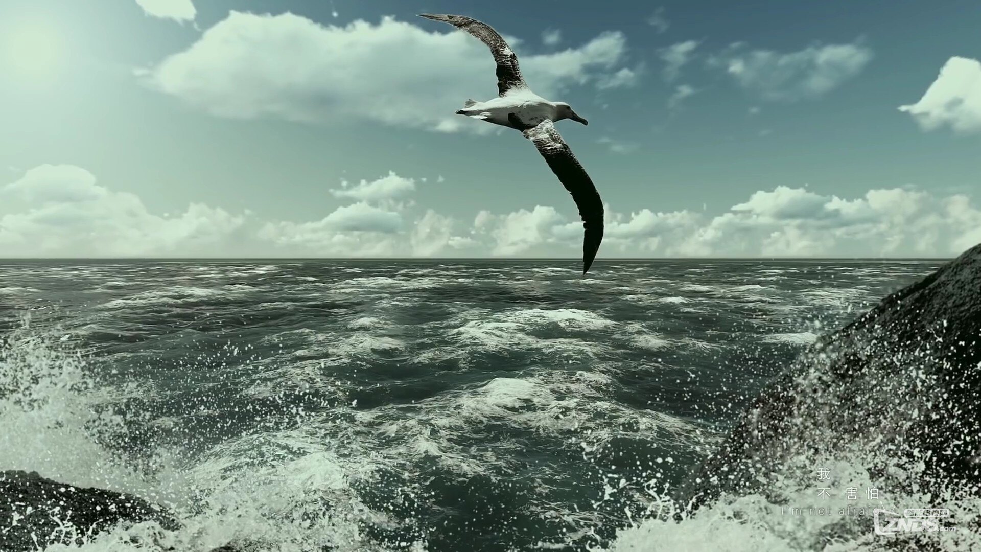 张韶涵-不害怕[1080P\/MP4\/90M]_高清MV专区