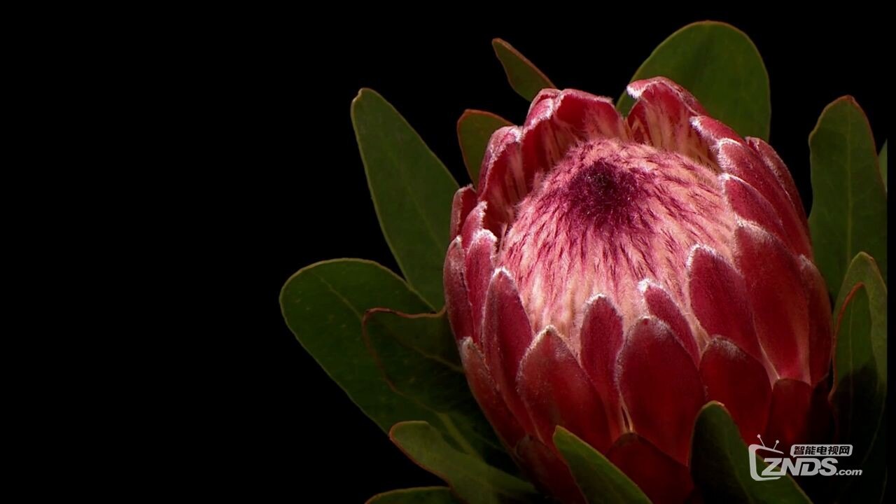 东芝高清演示片动态对比度toshibadynamiccontrast1080pmp461m