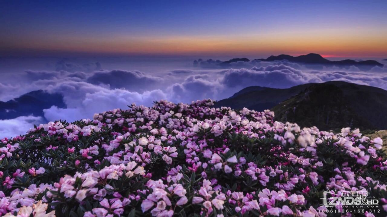 高山杜鹃云海星空-7.JPG