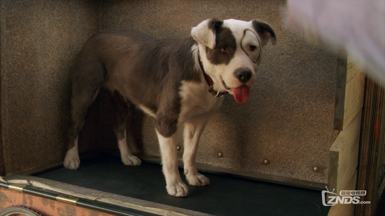 2014欧美喜剧《小捣蛋闹翻天》1080p 720p_影音爱好者_znds