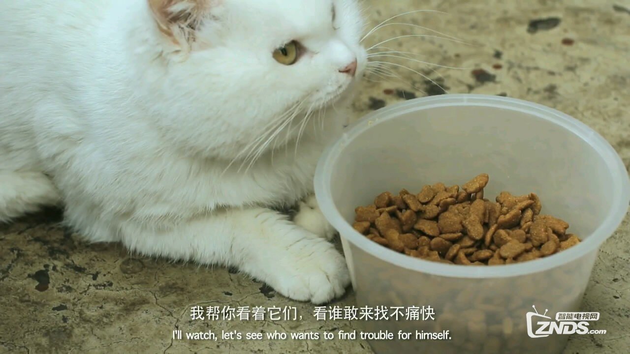 2014国产剧情《胖虎日记》高清1280版HD-RMVB/国语中英双字