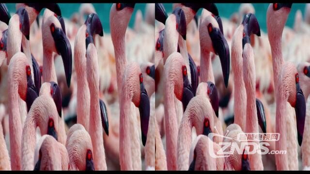 左右格式3d版魔法王国影讯