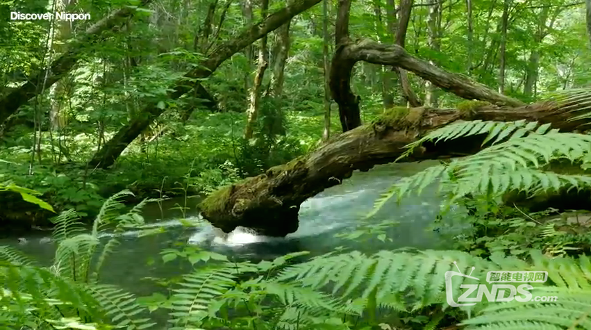4k视频日本森林绿野仙踪2160p08g百度