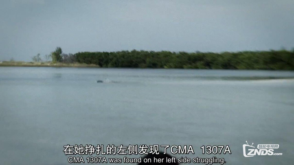 2014欧美剧情《海豚的故事2》高清720P中英双字