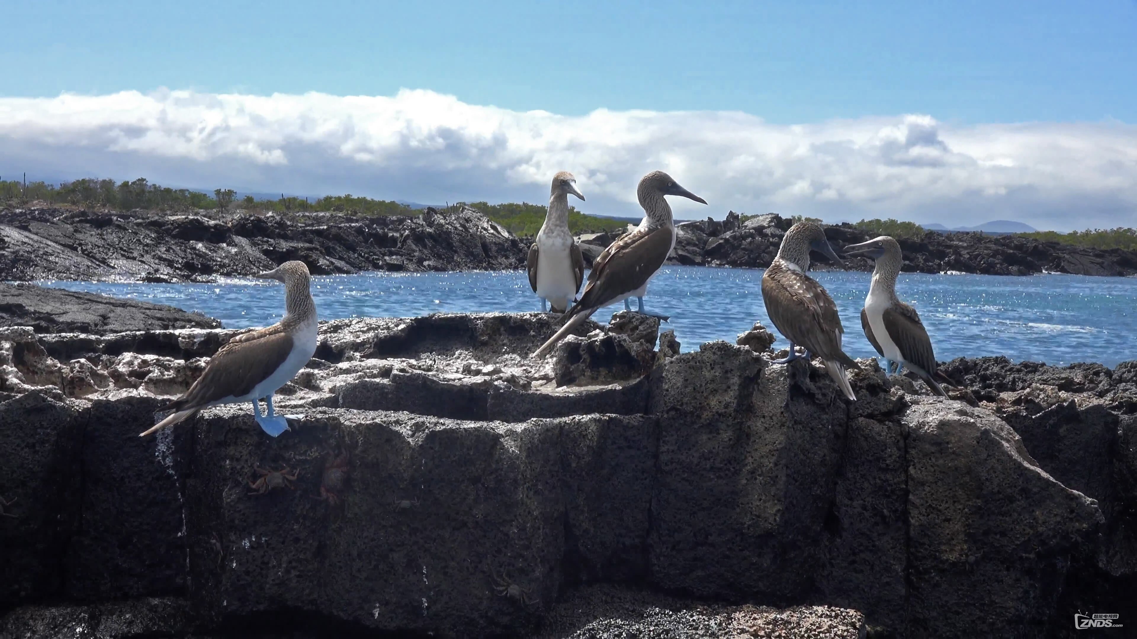 [4k高清]cruising galápagos 加拉帕戈斯群岛[2160p/mp4/3.14gb]