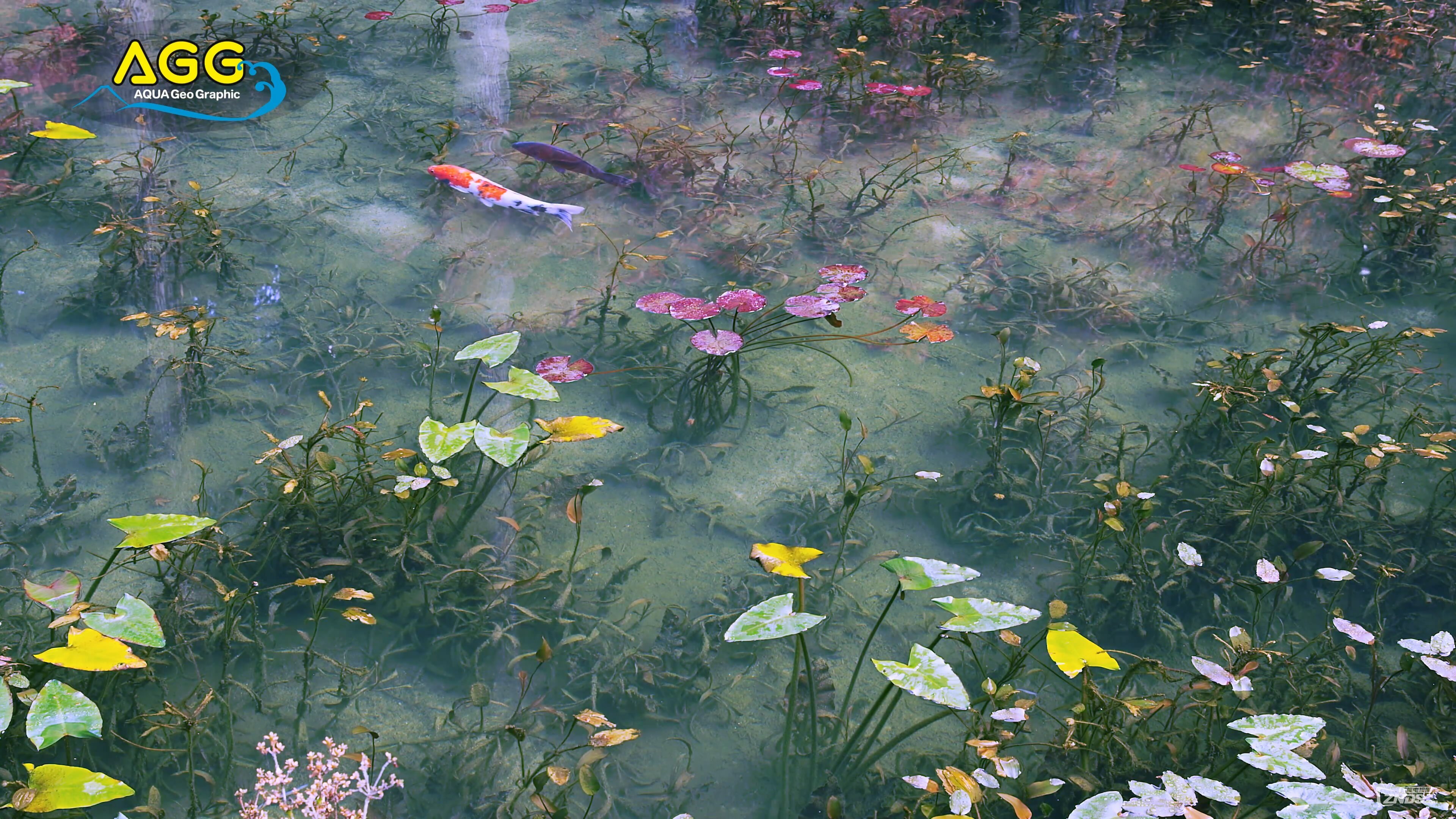 4k高清モネの池2160pmp4479m