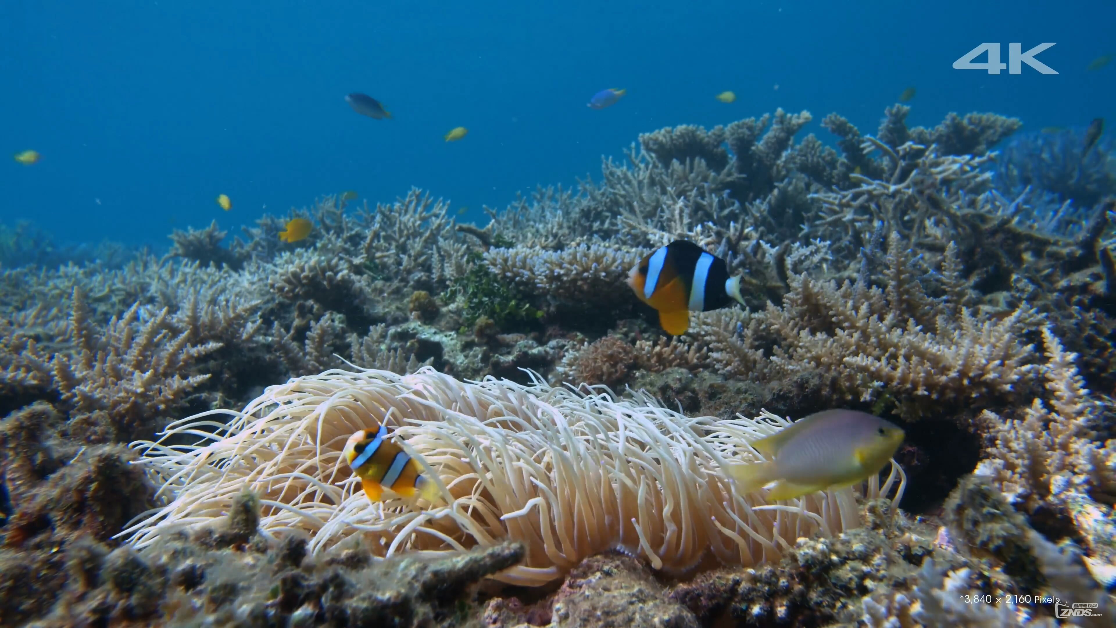 4k高清索尼4k测试冲绳海景2160pmp4239m