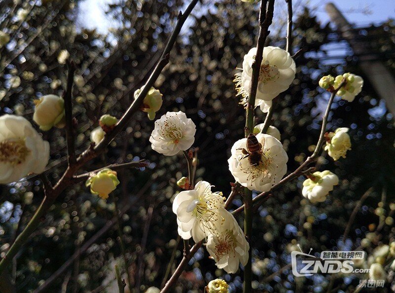 拍照效果比肩苹果——奇酷旗舰极客版体验评测