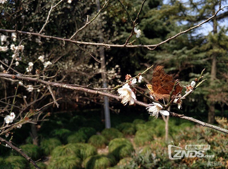 拍照效果比肩苹果——奇酷旗舰极客版体验评测