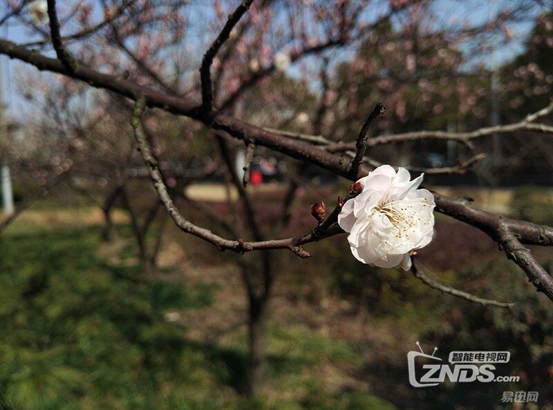 拍照效果比肩苹果——奇酷旗舰极客版体验评测