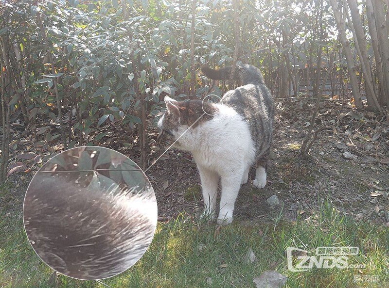 拍照效果比肩苹果——奇酷旗舰极客版体验评测