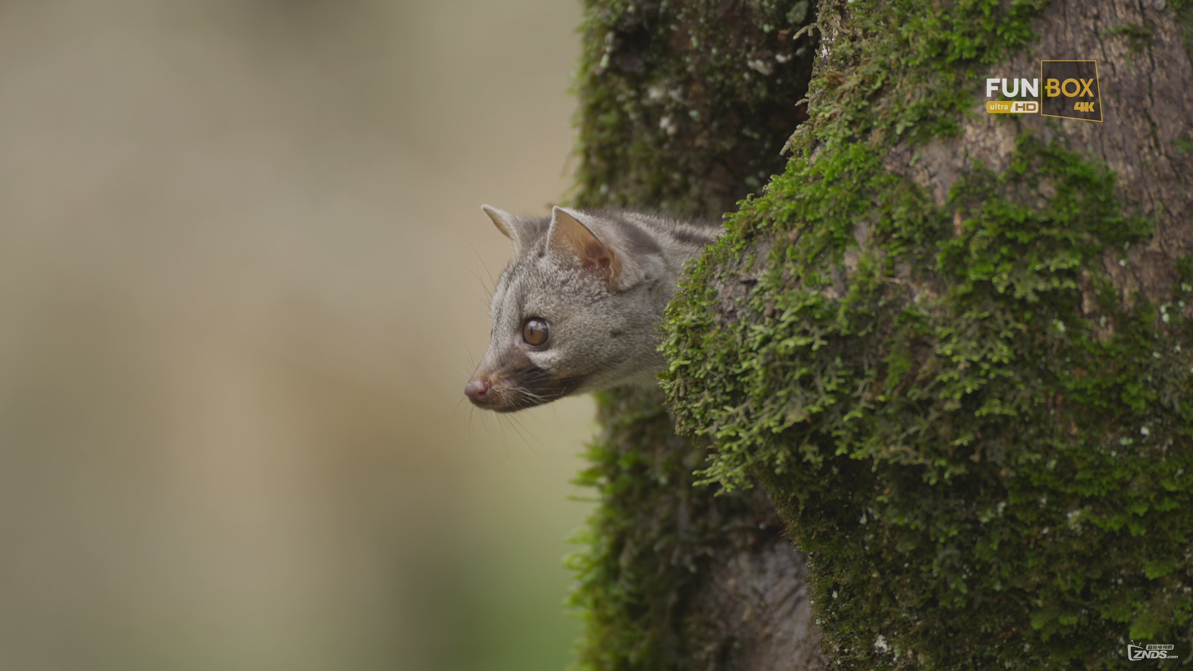 4k高清生态纪录片麝猫历险记2160pmkv573gb