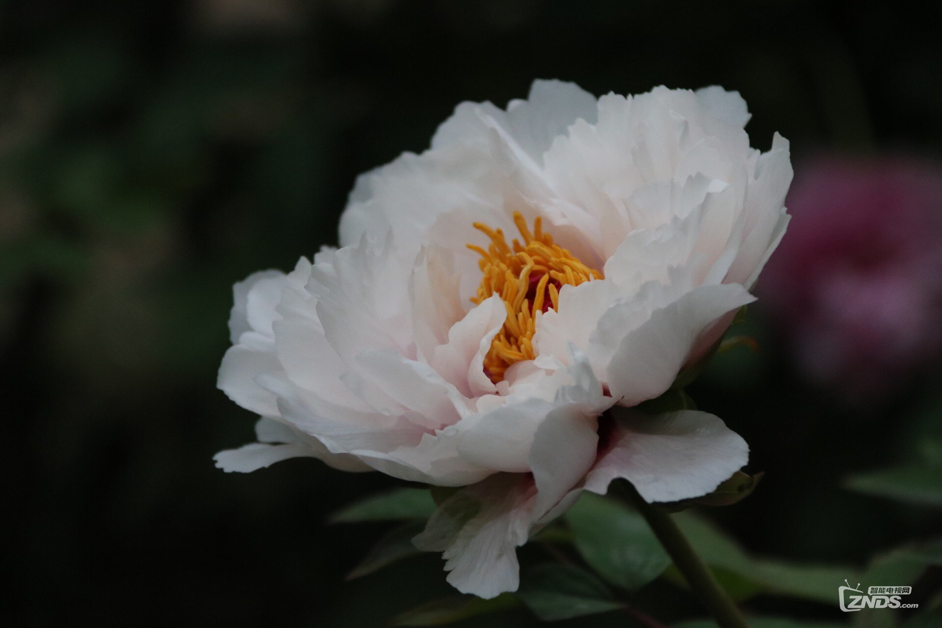 【一周摄影集合】木末芙蓉花
