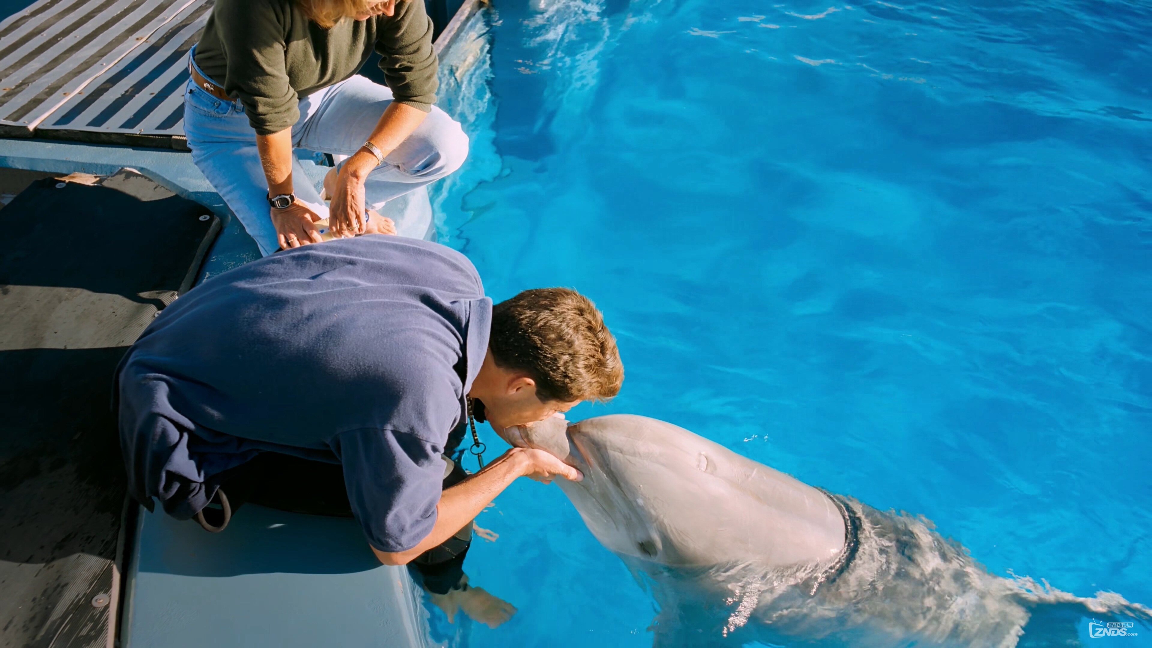 : IMAX: Dolphins : Pierce Brosnan, Alejandro Acevedo