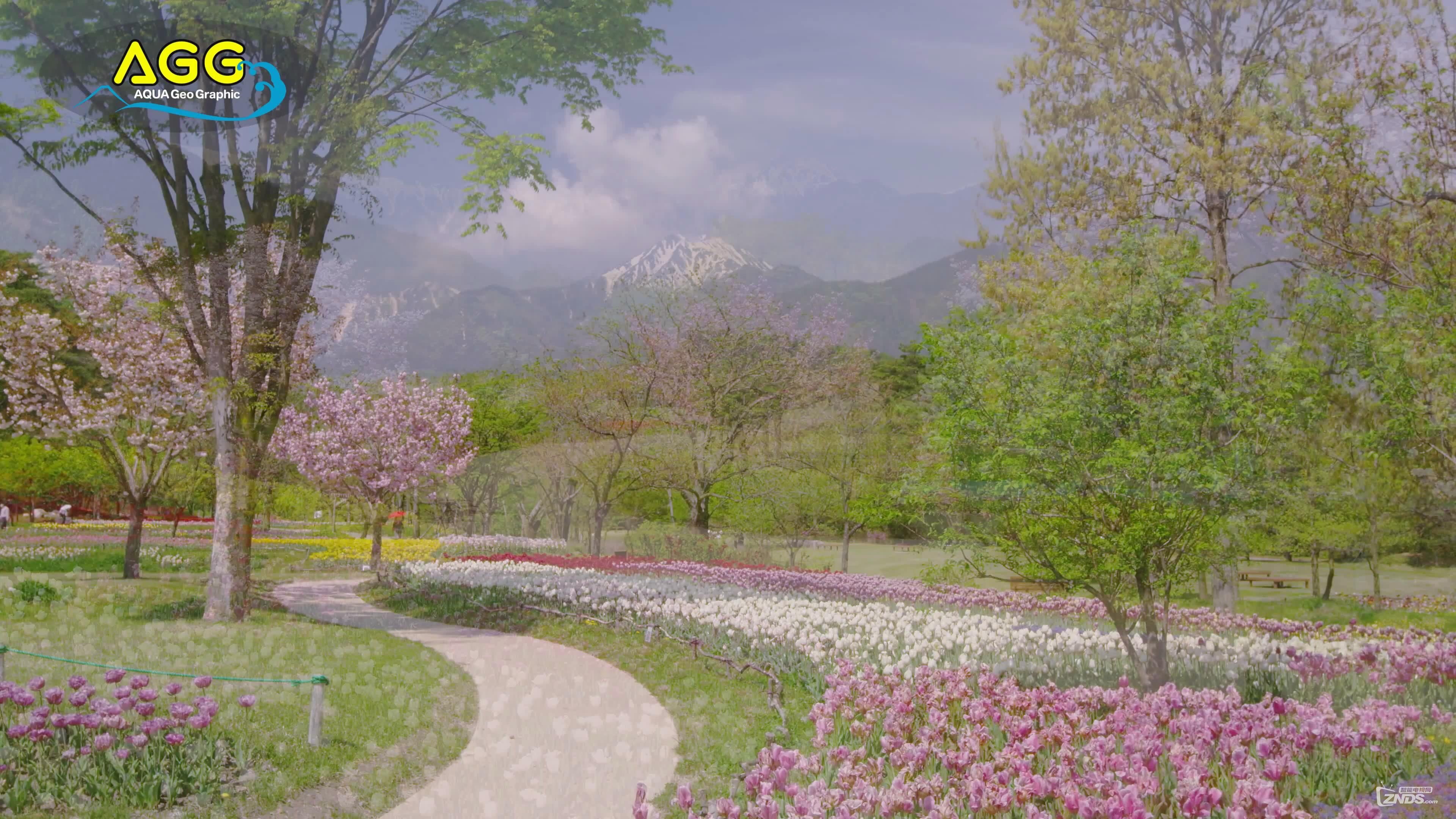 [4K高清]春の國(guó)営アルプスあづみの公園.mp4_20166720318.JPG