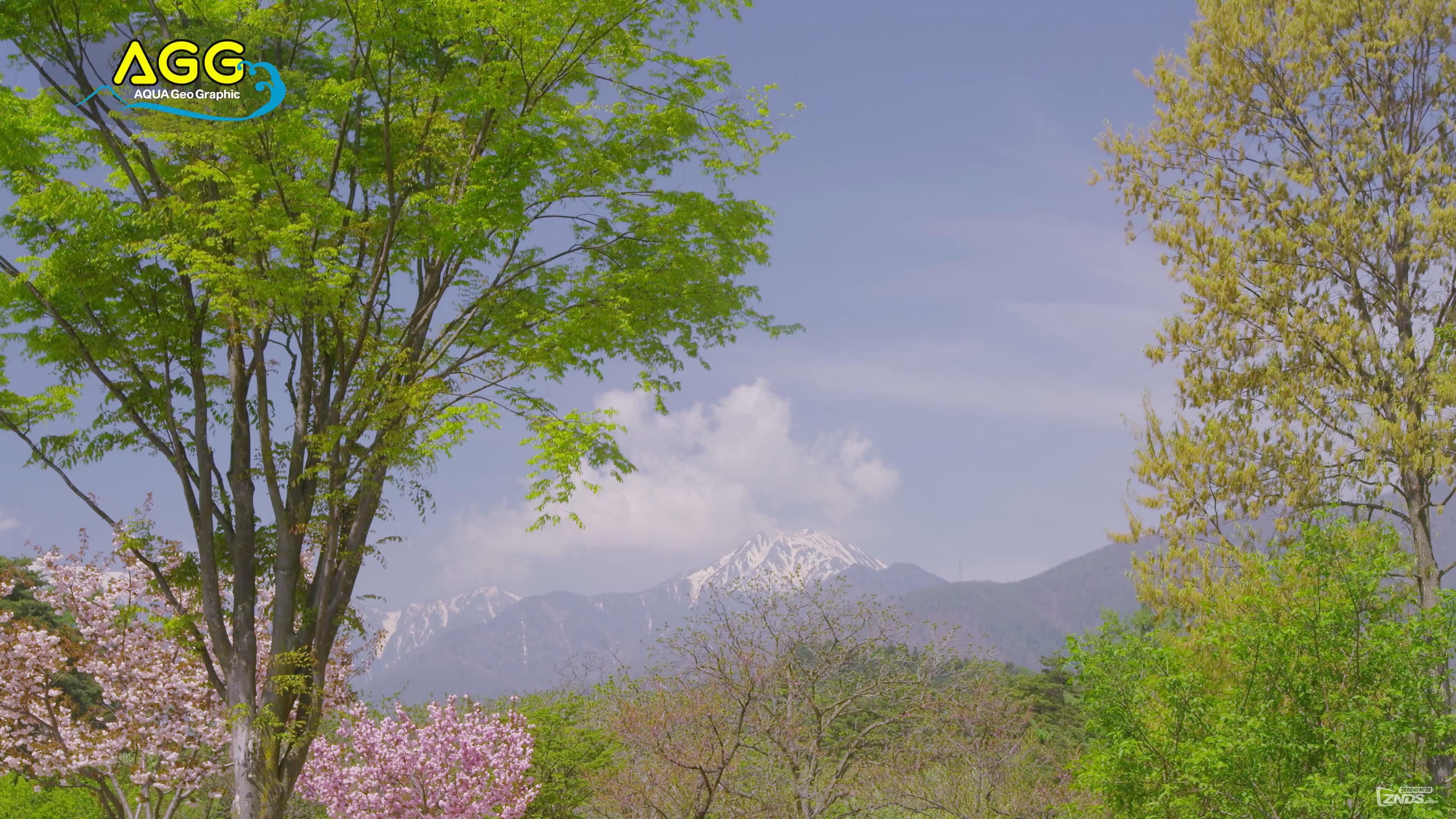 [4K高清]春の國(guó)営アルプスあづみの公園.mp4_201667203056.JPG