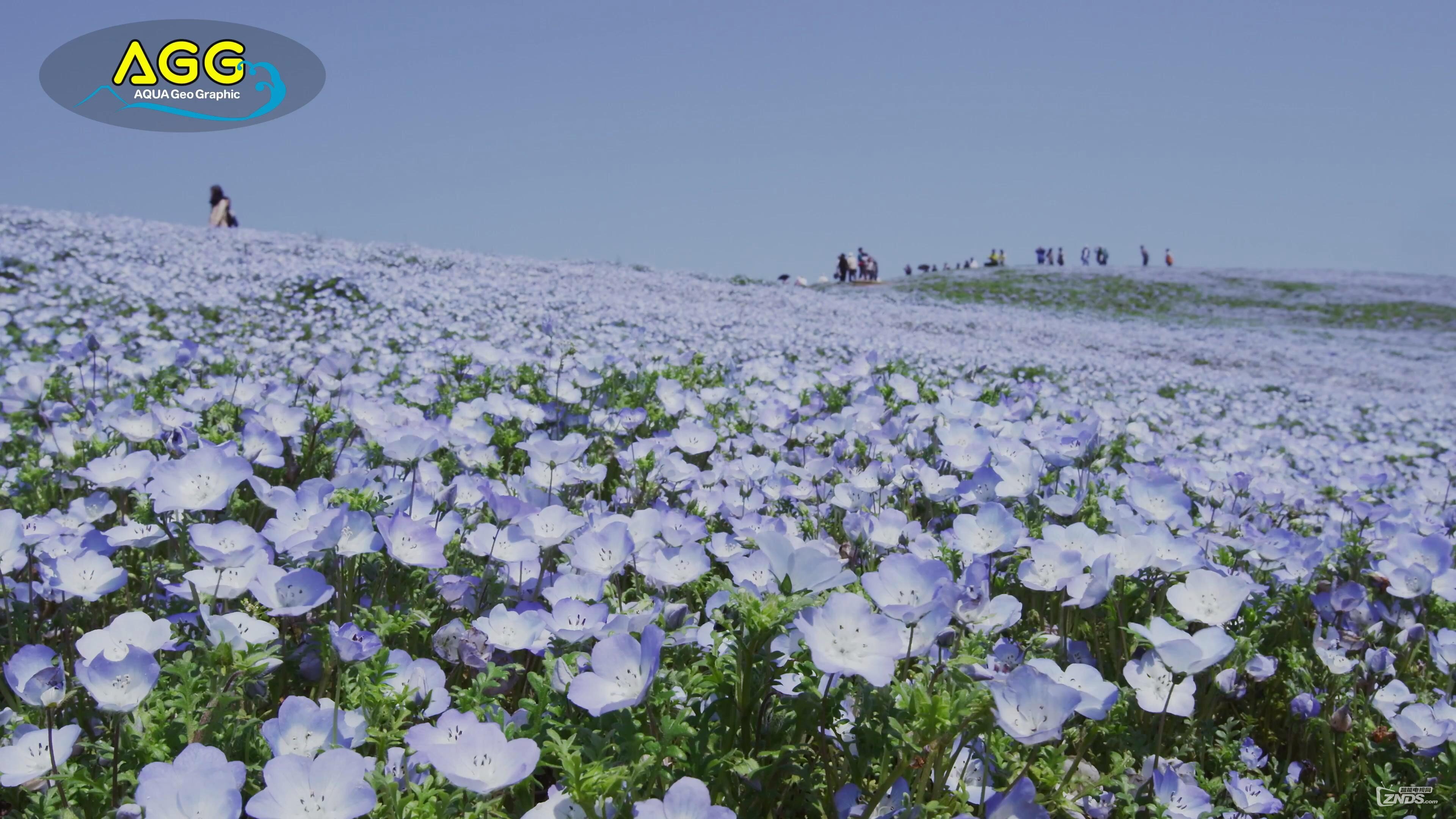 [4K高清]ネモフィラとチューリップの絶景?ひたち海浜公園.mp4_2016612194213.JPG.jpg