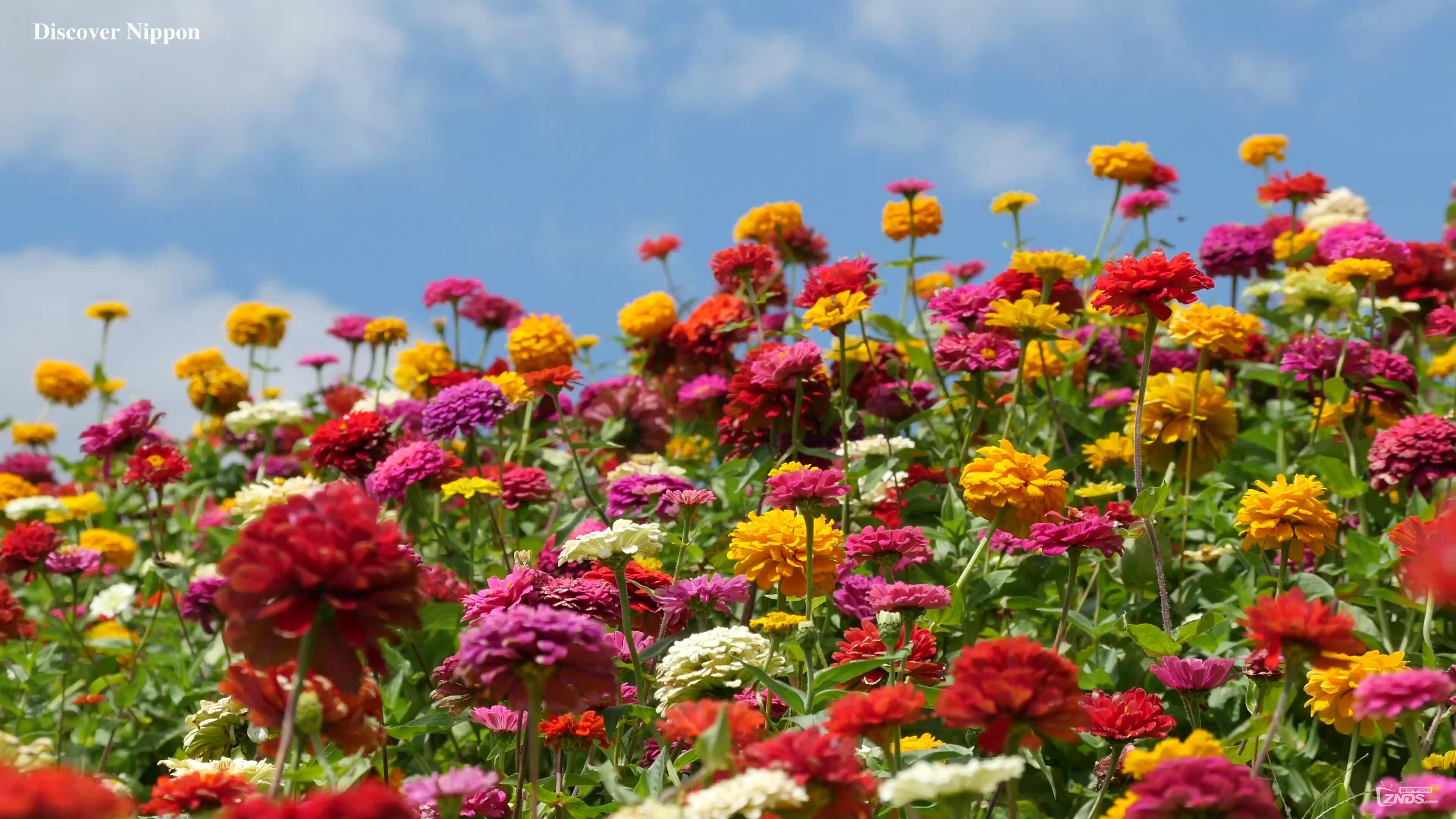 4k高清富士见高原花圃2160pmp4586mb