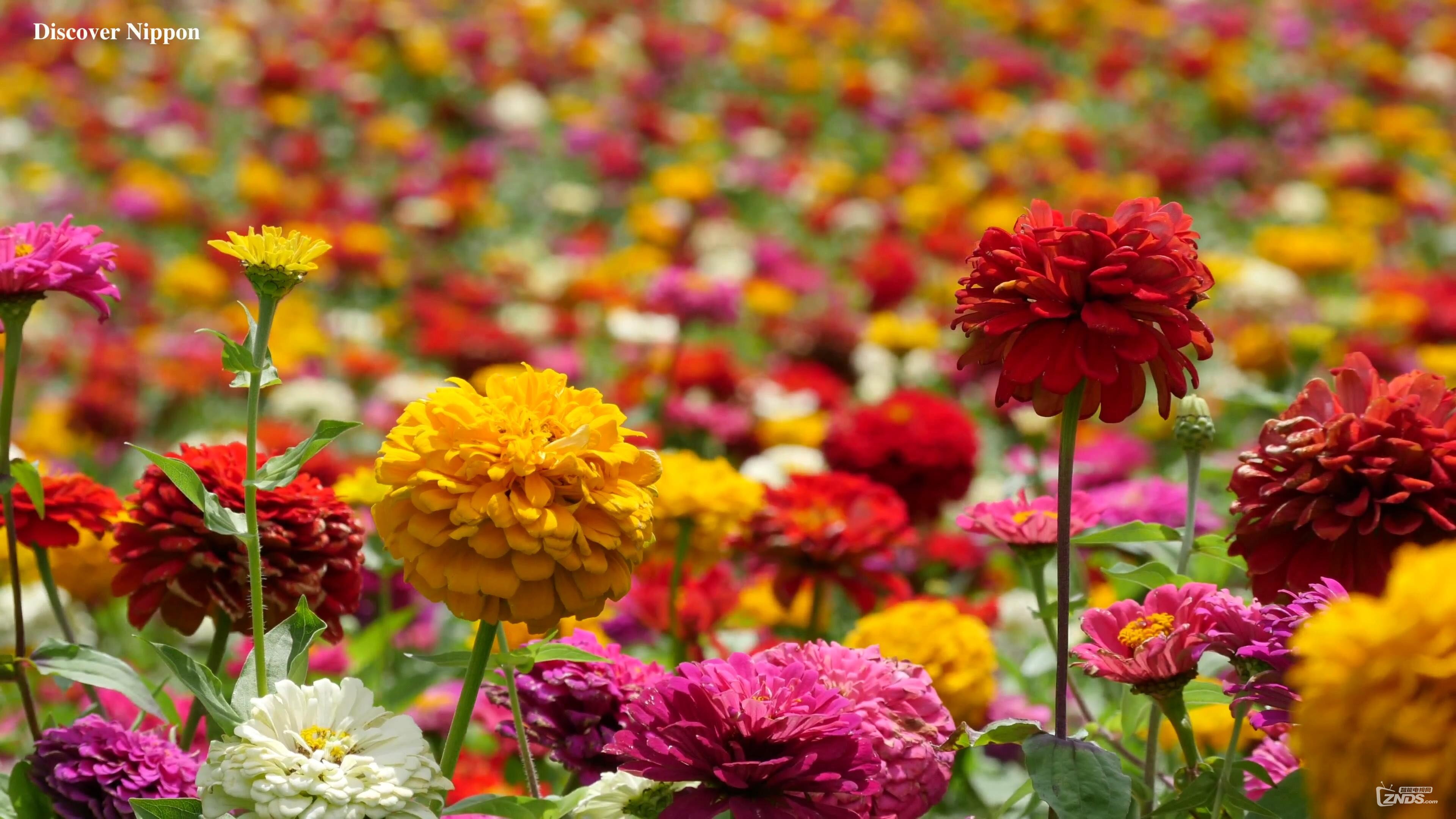 4k高清富士见高原花圃2160pmp4586mb