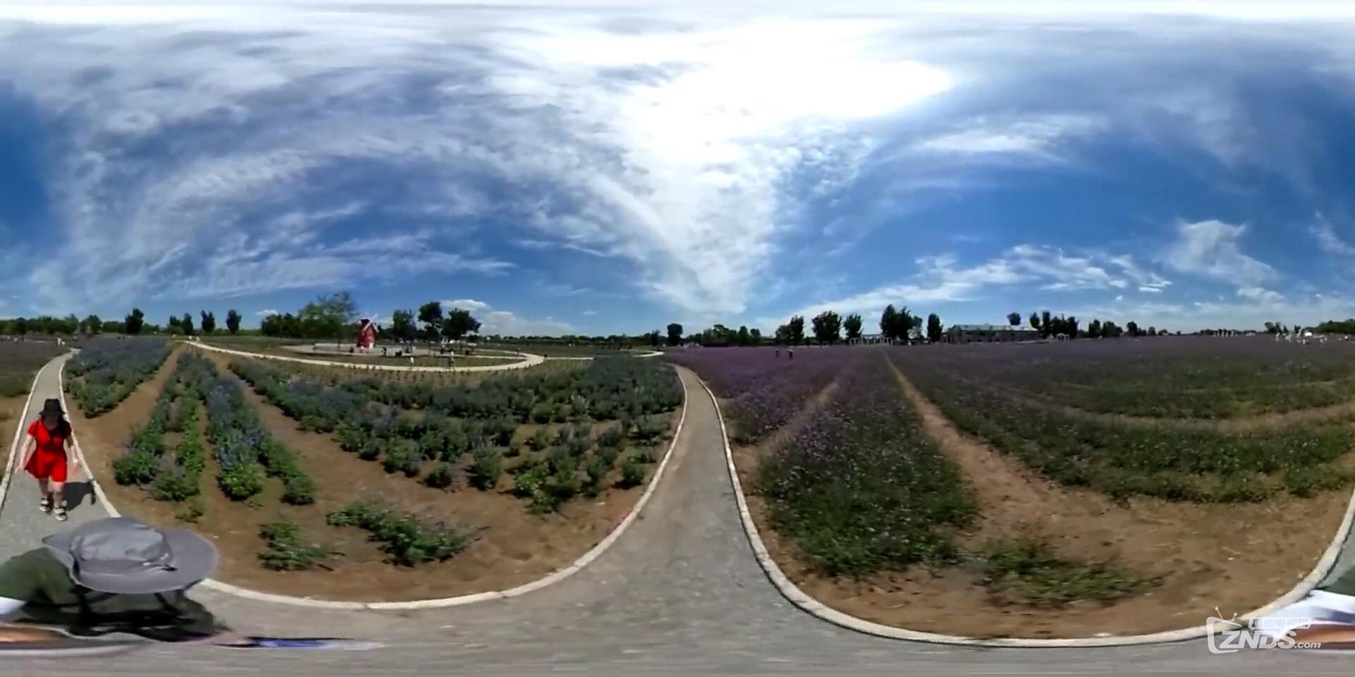 紫谷伊甸園  薰衣草_高清_20160617214338.JPG