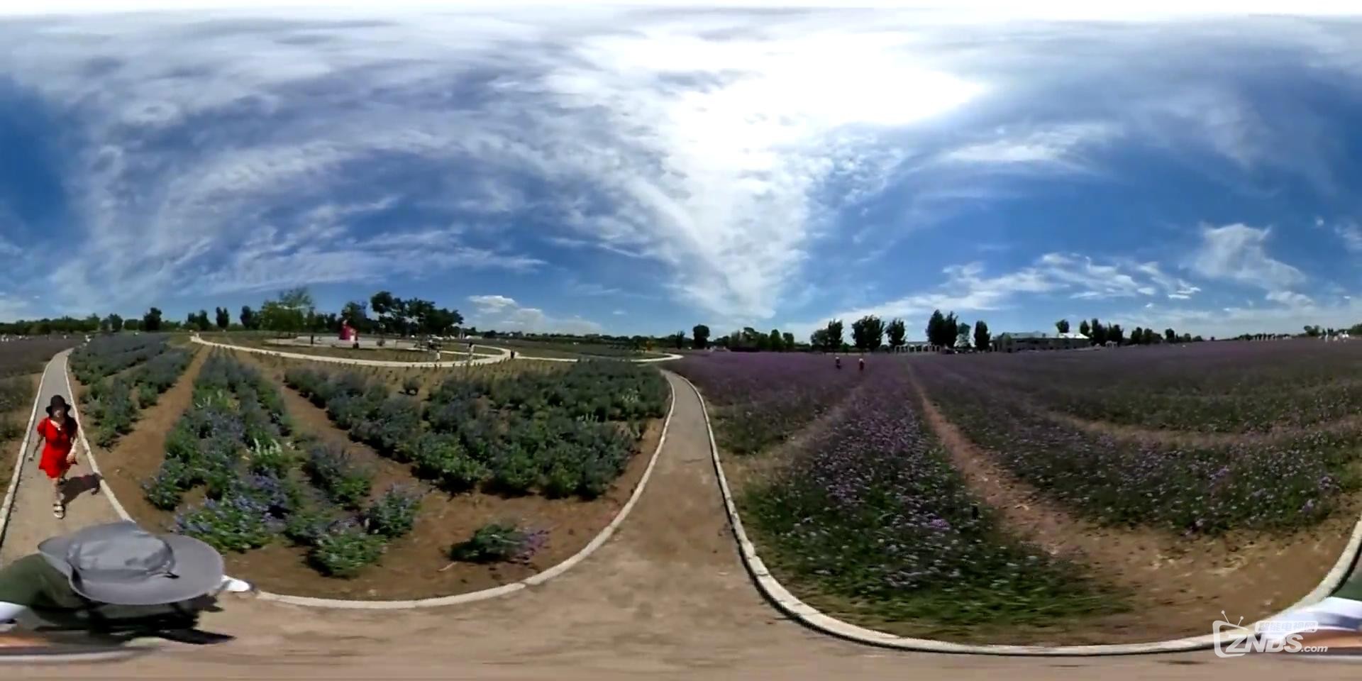 紫谷伊甸園  薰衣草_高清_20160617214345.JPG