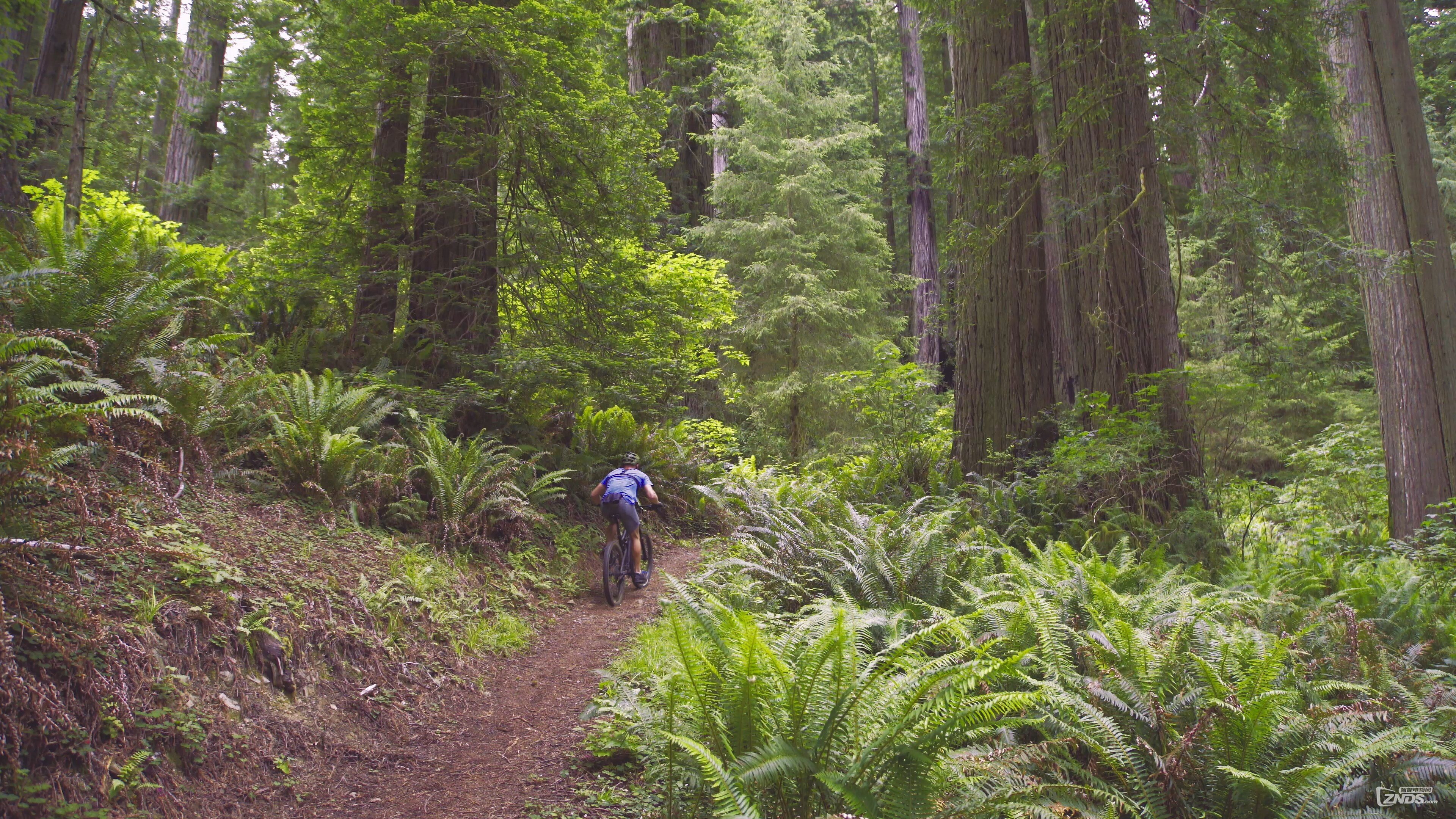 Redwood.National.and.State.Parks.Episode.1.2015.2160p.WEB-DL.Eng.ULTRAHDCLUB.mp4.jpg