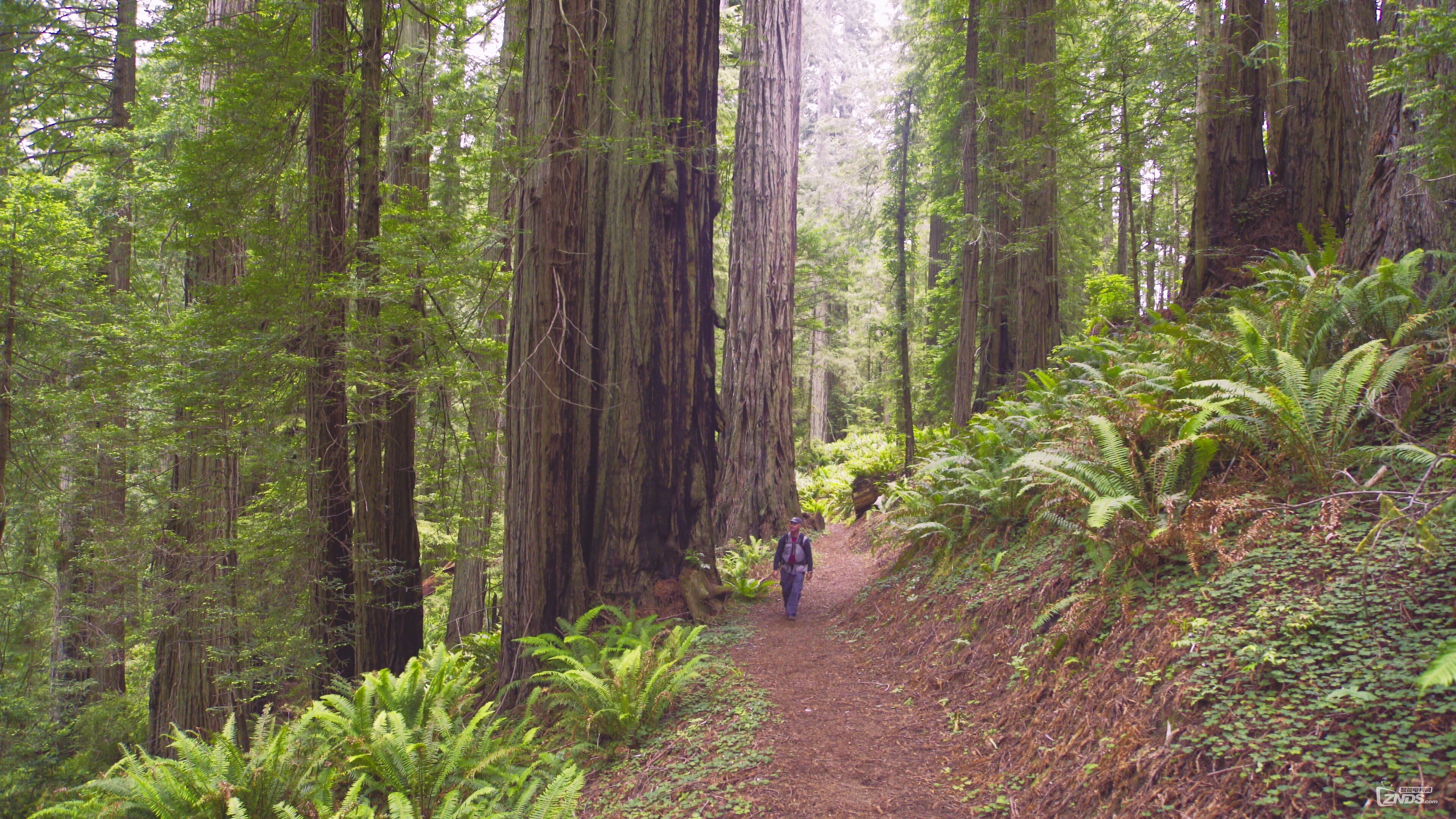 redwood.national.and.state.parks.episode.1.2015.2160p.web-dl.