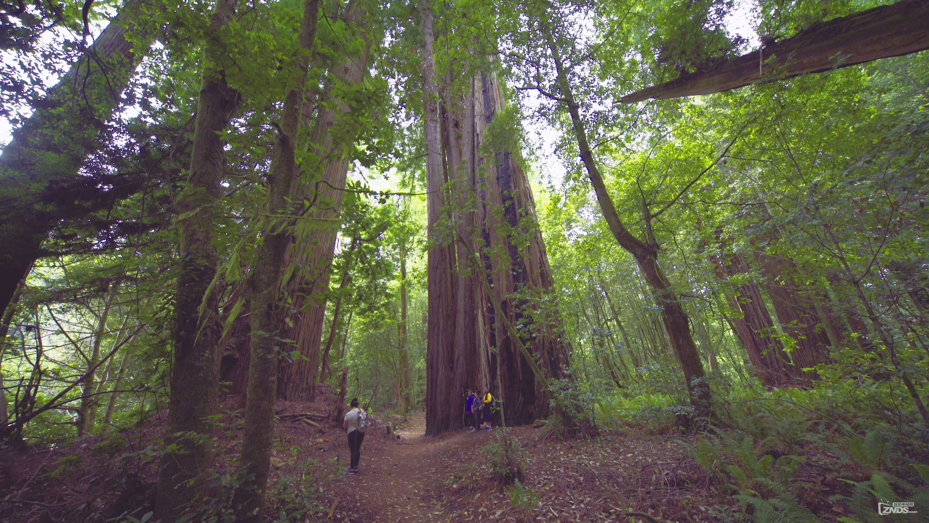 Redwood.National.and.State.Parks.Episode.1.2015.2160p.WEB-DL.Eng.ULTRAHDCLUB.mp4.jpg