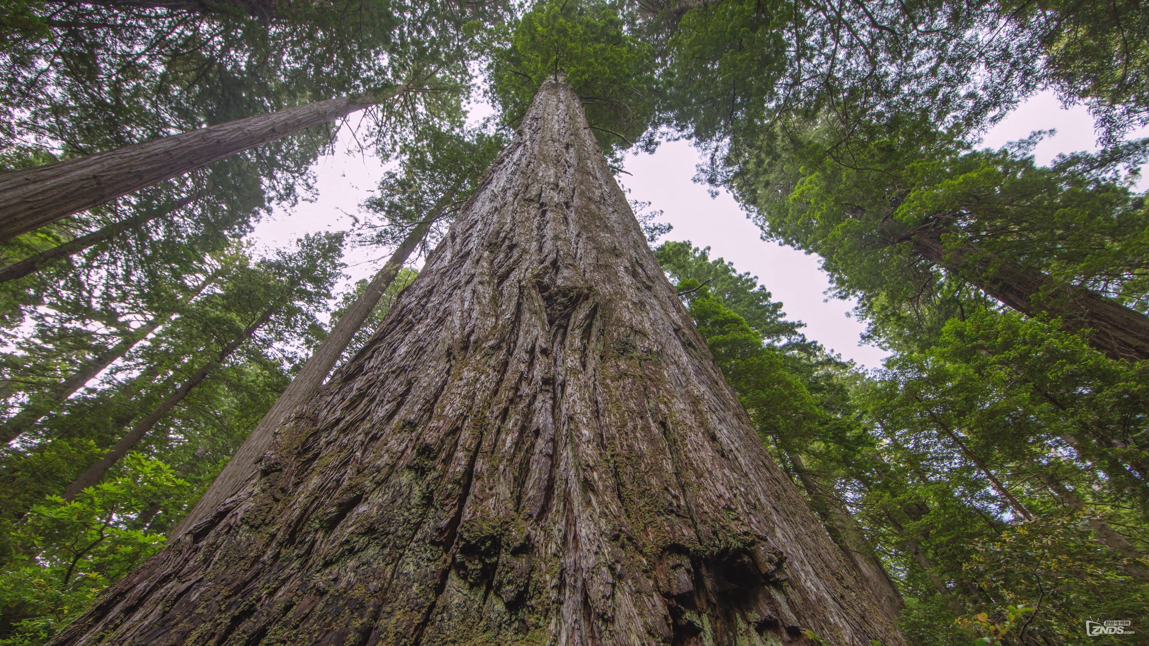 Redwood.National.and.State.Parks.Episode.1.2015.2160p.WEB-DL.Eng.ULTRAHDCLUB.mp4.jpg