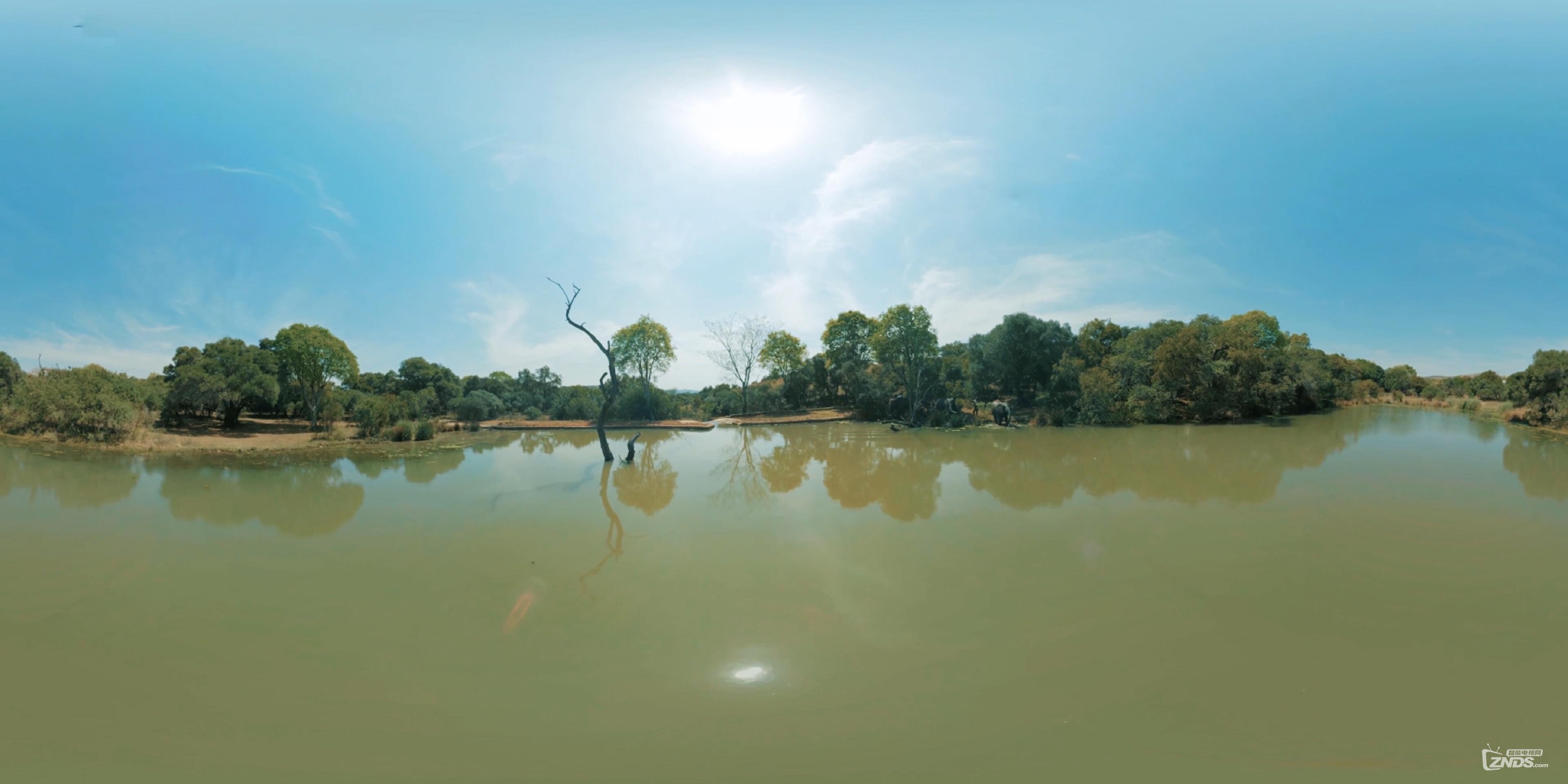 Playful Elephants Swim _ Discovery VR (360 video)_(1)_20160723174404.JPG