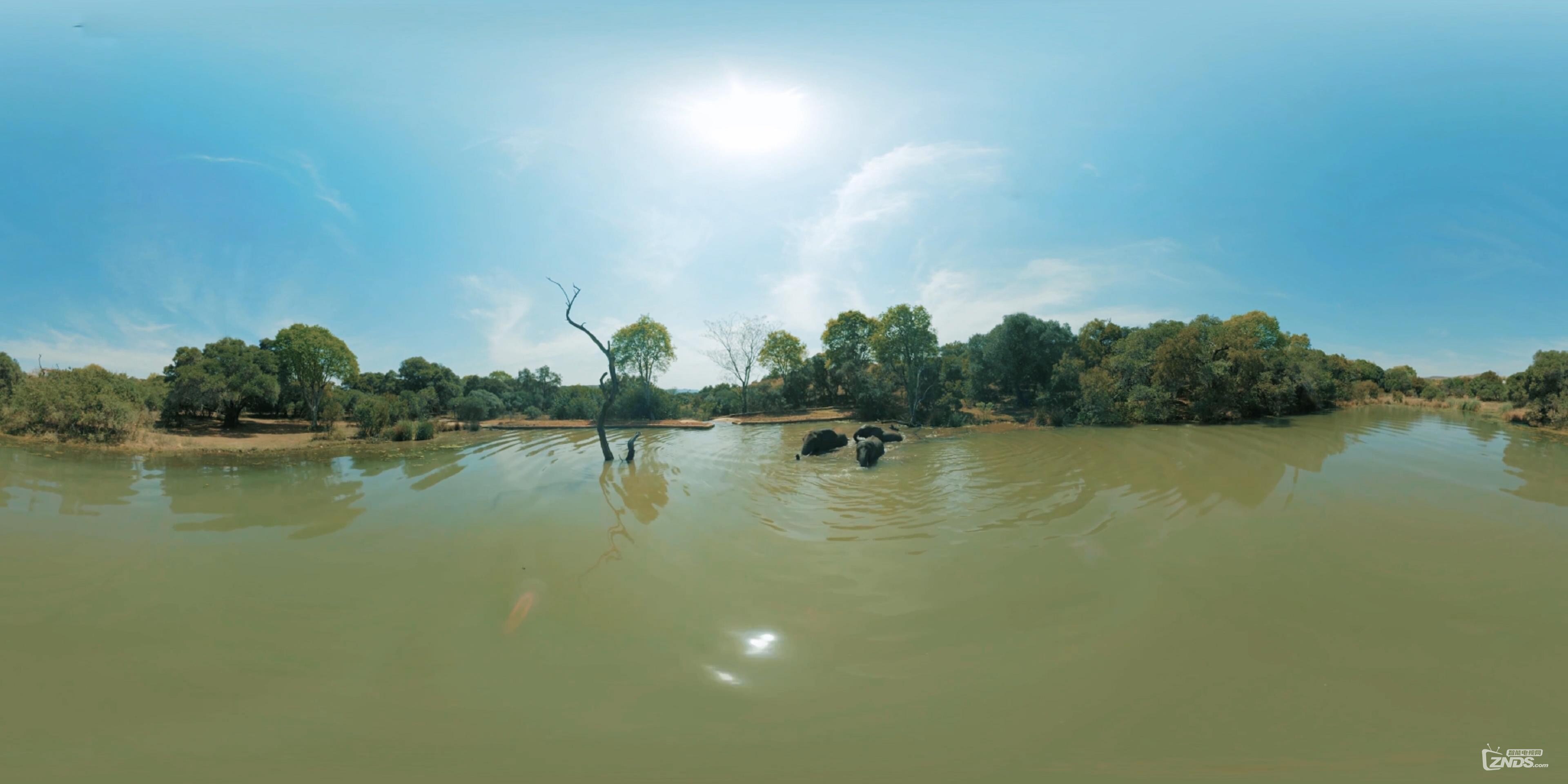 Playful Elephants Swim _ Discovery VR (360 video)_(1)_20160723174413.JPG