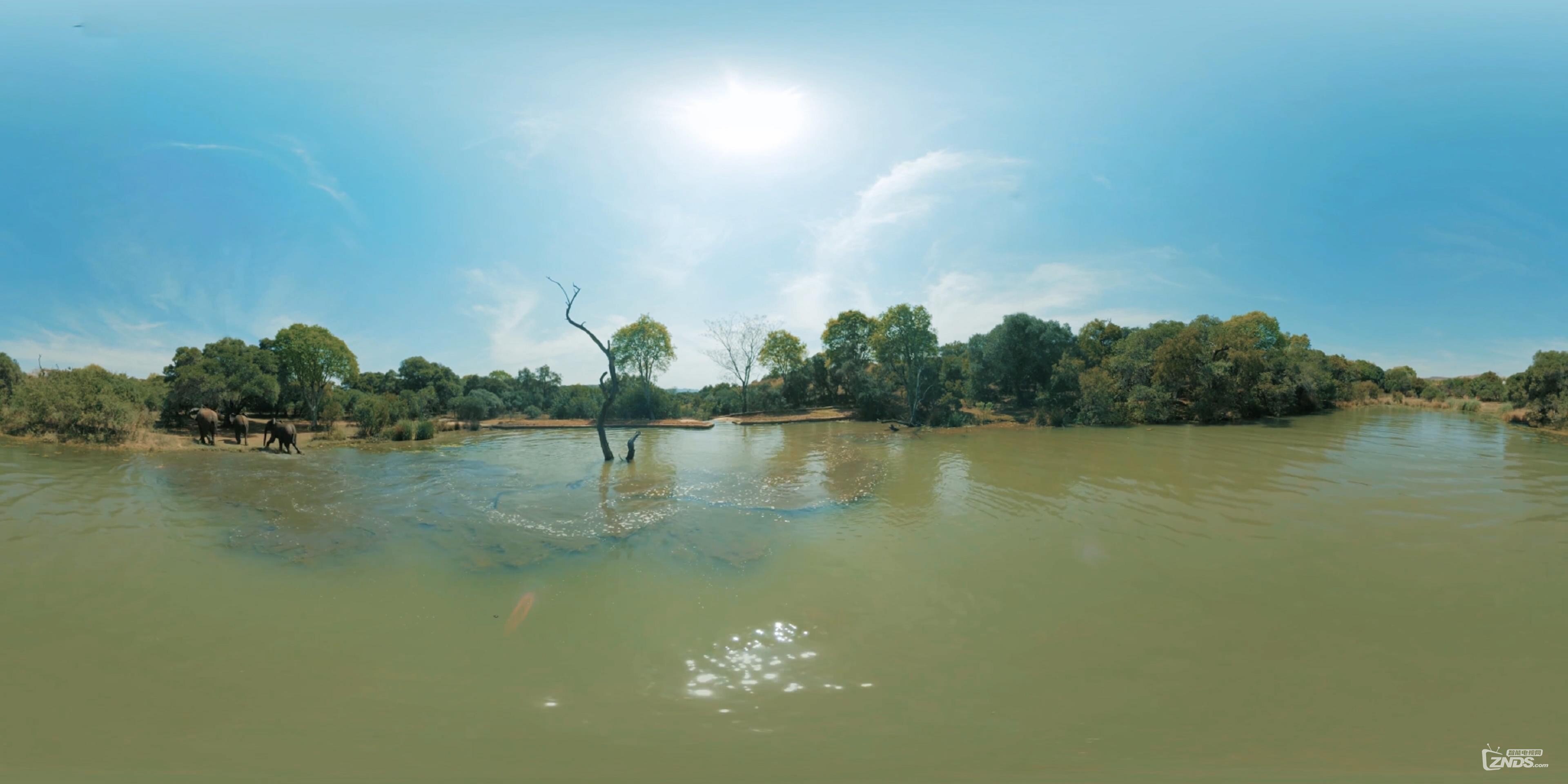 Playful Elephants Swim _ Discovery VR (360 video)_(1)_20160723174422.JPG