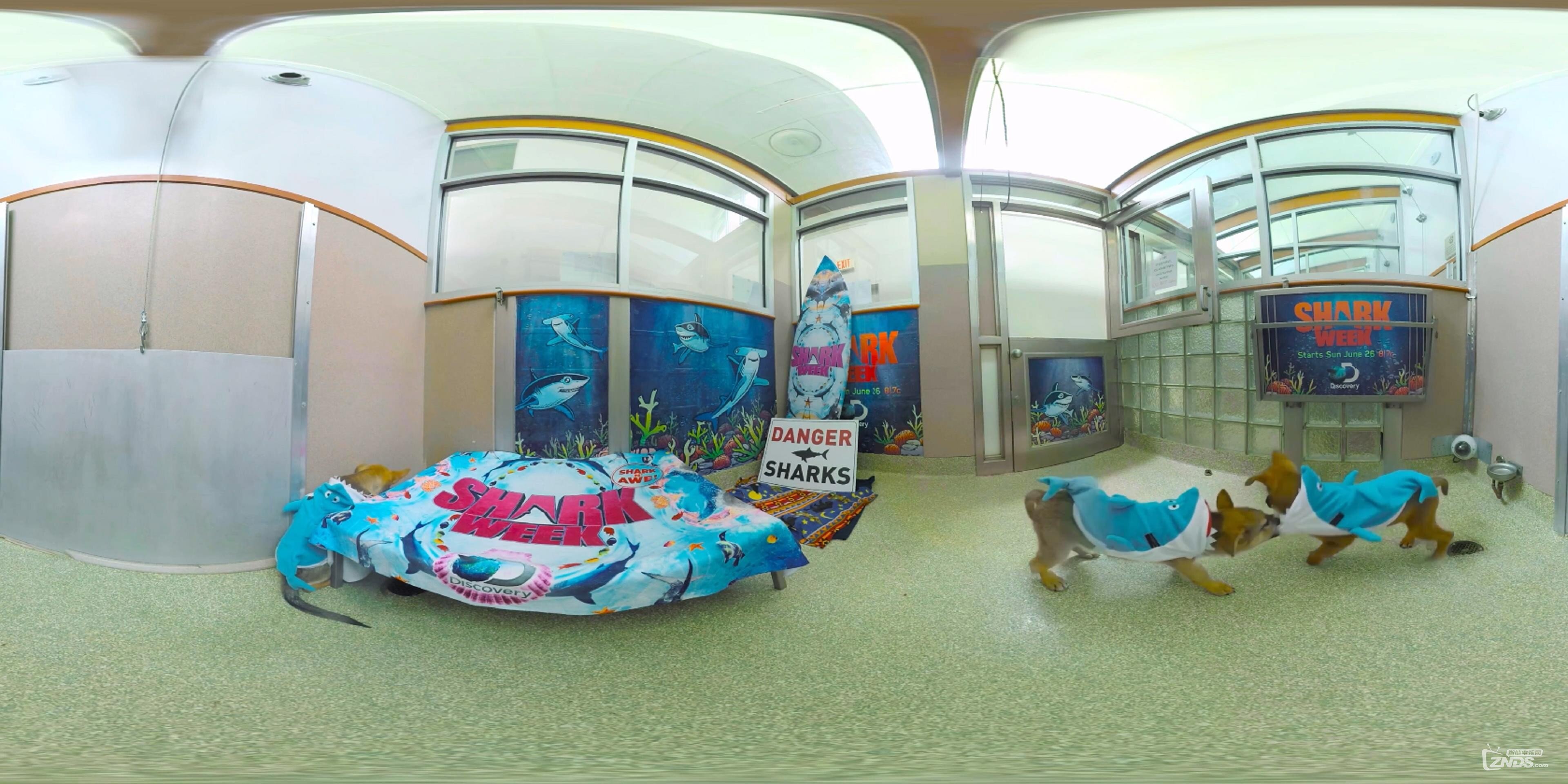 【360度VR全景视频】鲨鱼狗狗(4K)