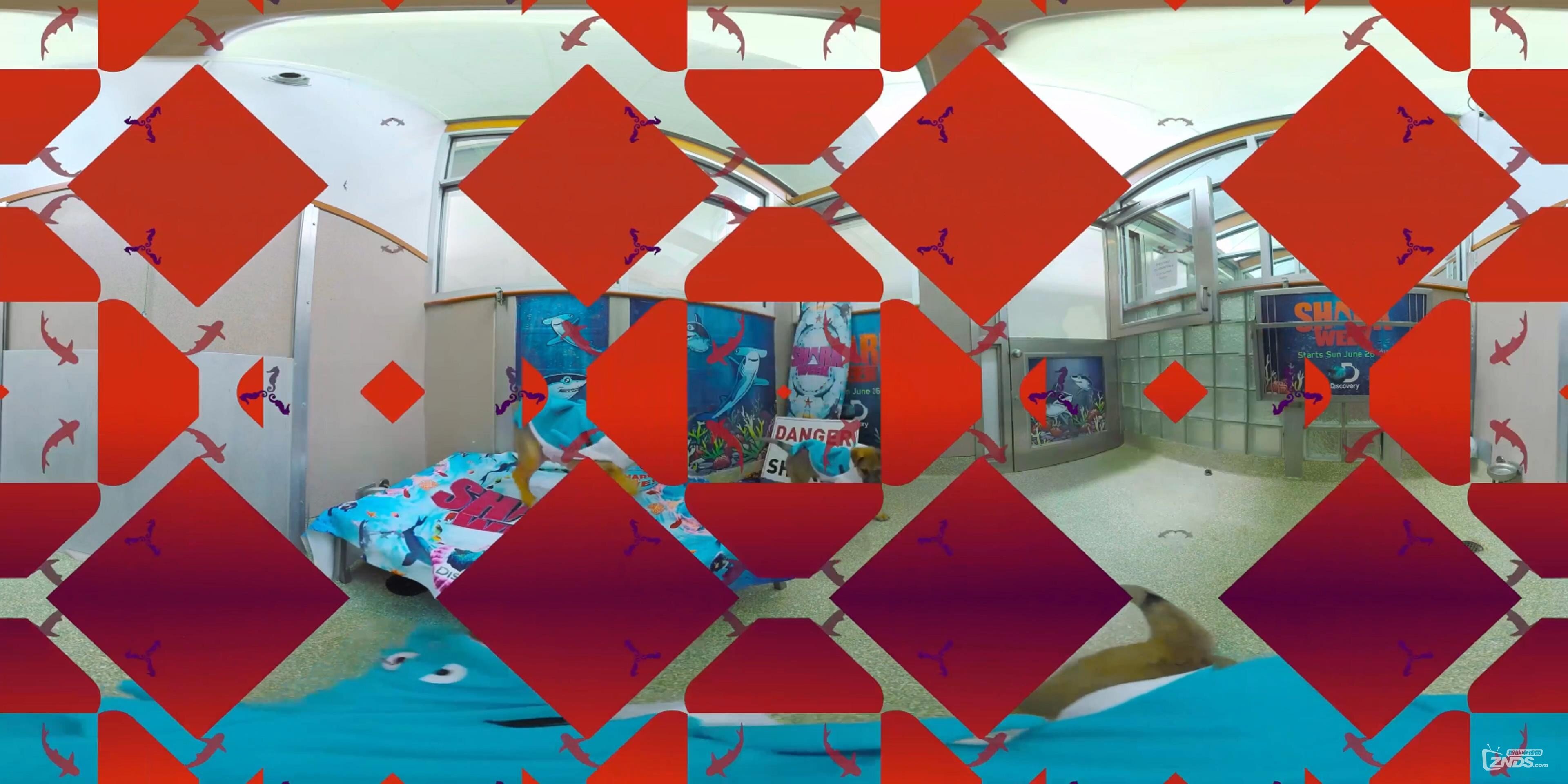 【360度VR全景视频】鲨鱼狗狗(4K)