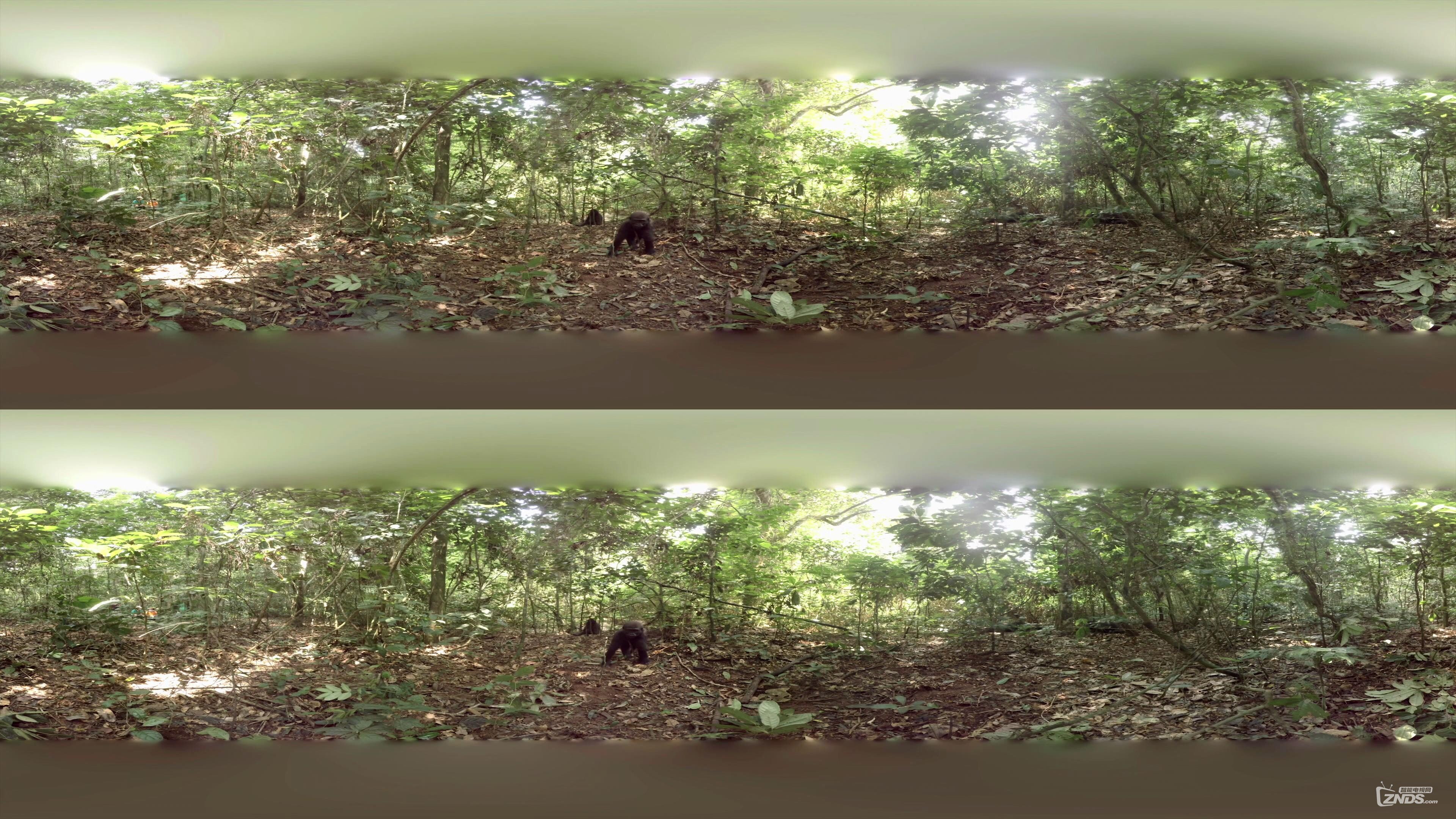 Gorillas in the Congo VR with Spatial Audio.mp4_2016724211725.JPG