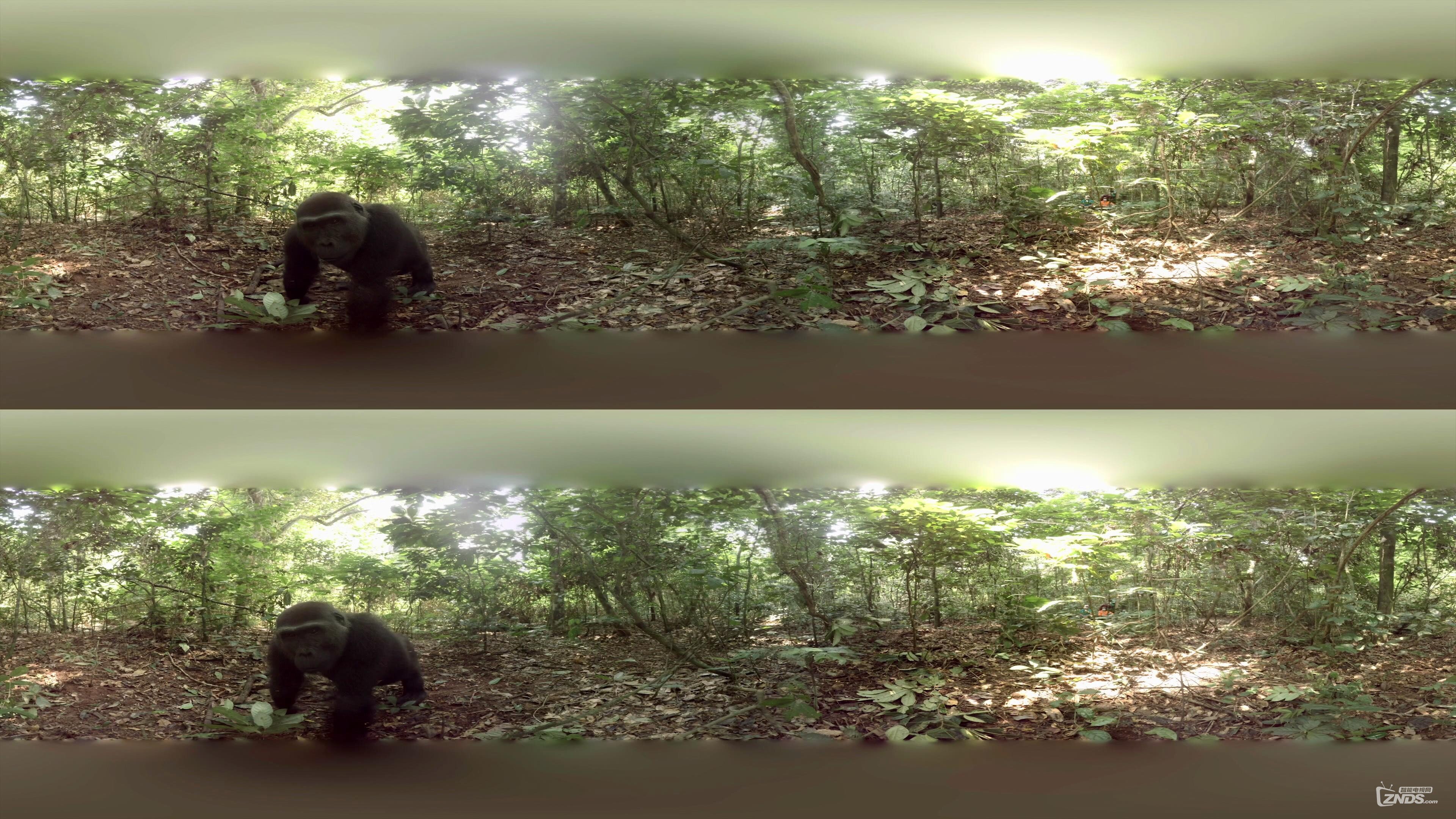 Gorillas in the Congo VR with Spatial Audio.mp4_2016724211735.JPG