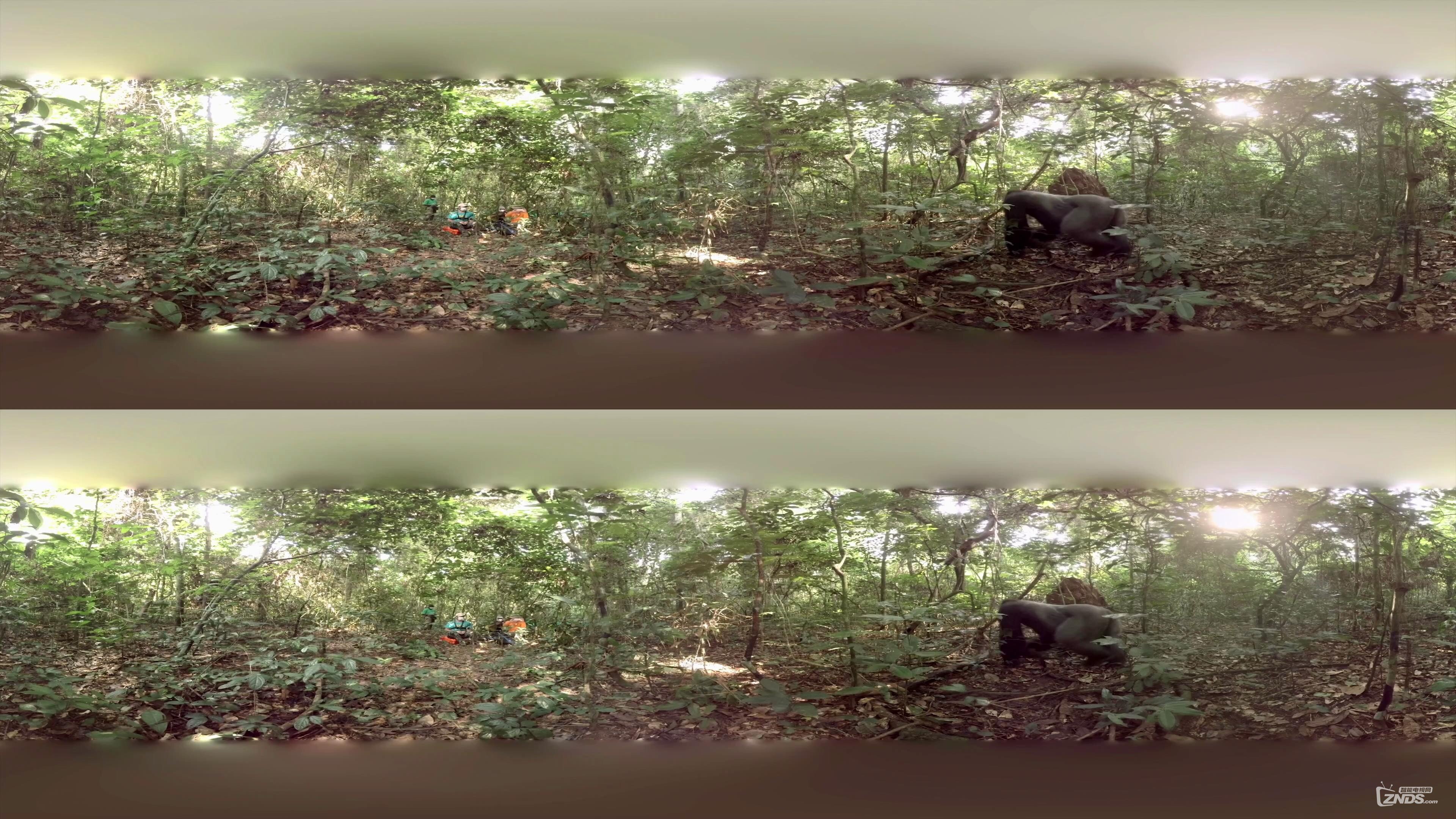 Gorillas in the Congo VR with Spatial Audio.mp4_2016724211744.JPG