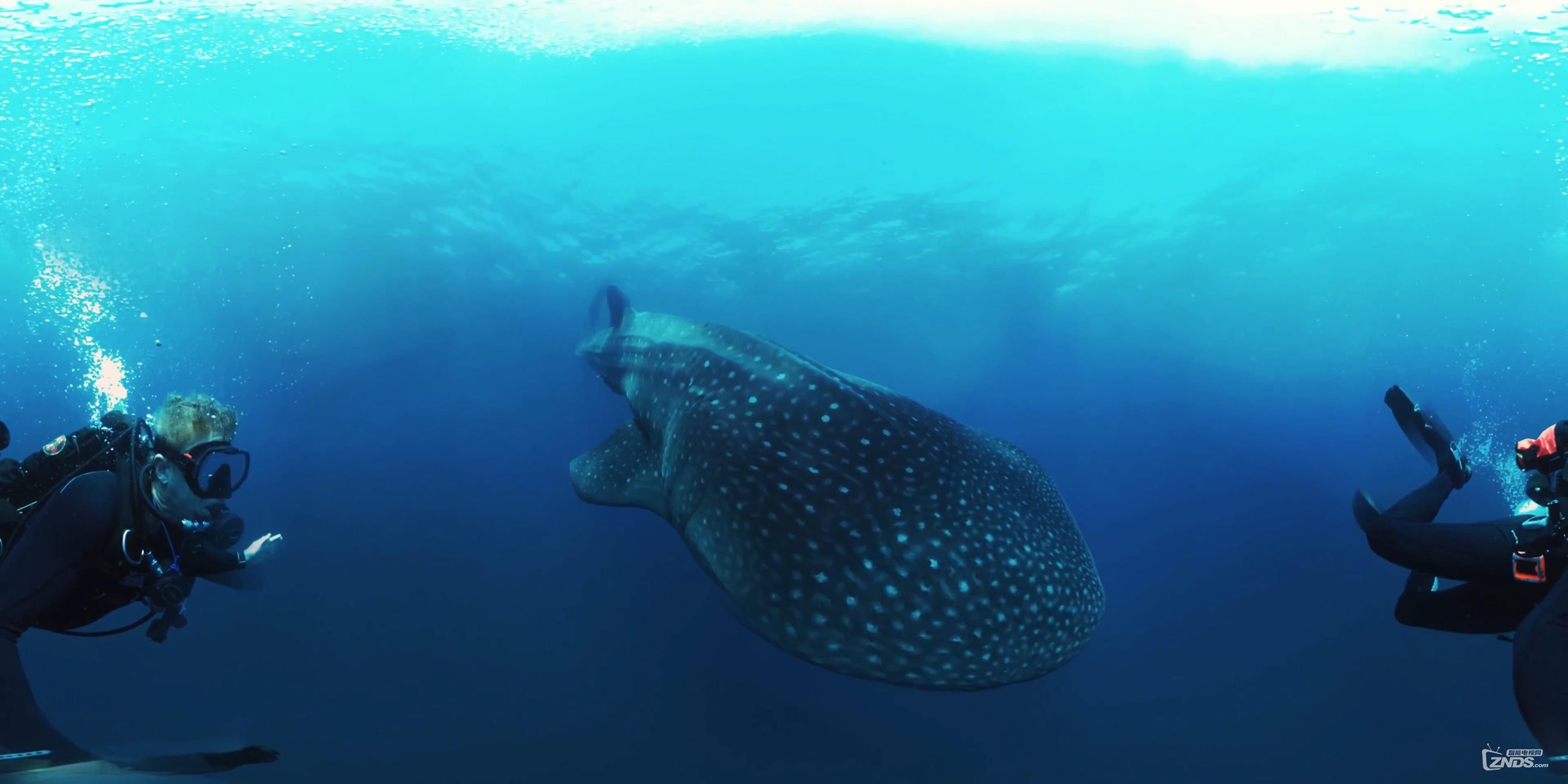 Protecting Ocean Anchor Species (360 Video)_(1)_20160725221614.JPG