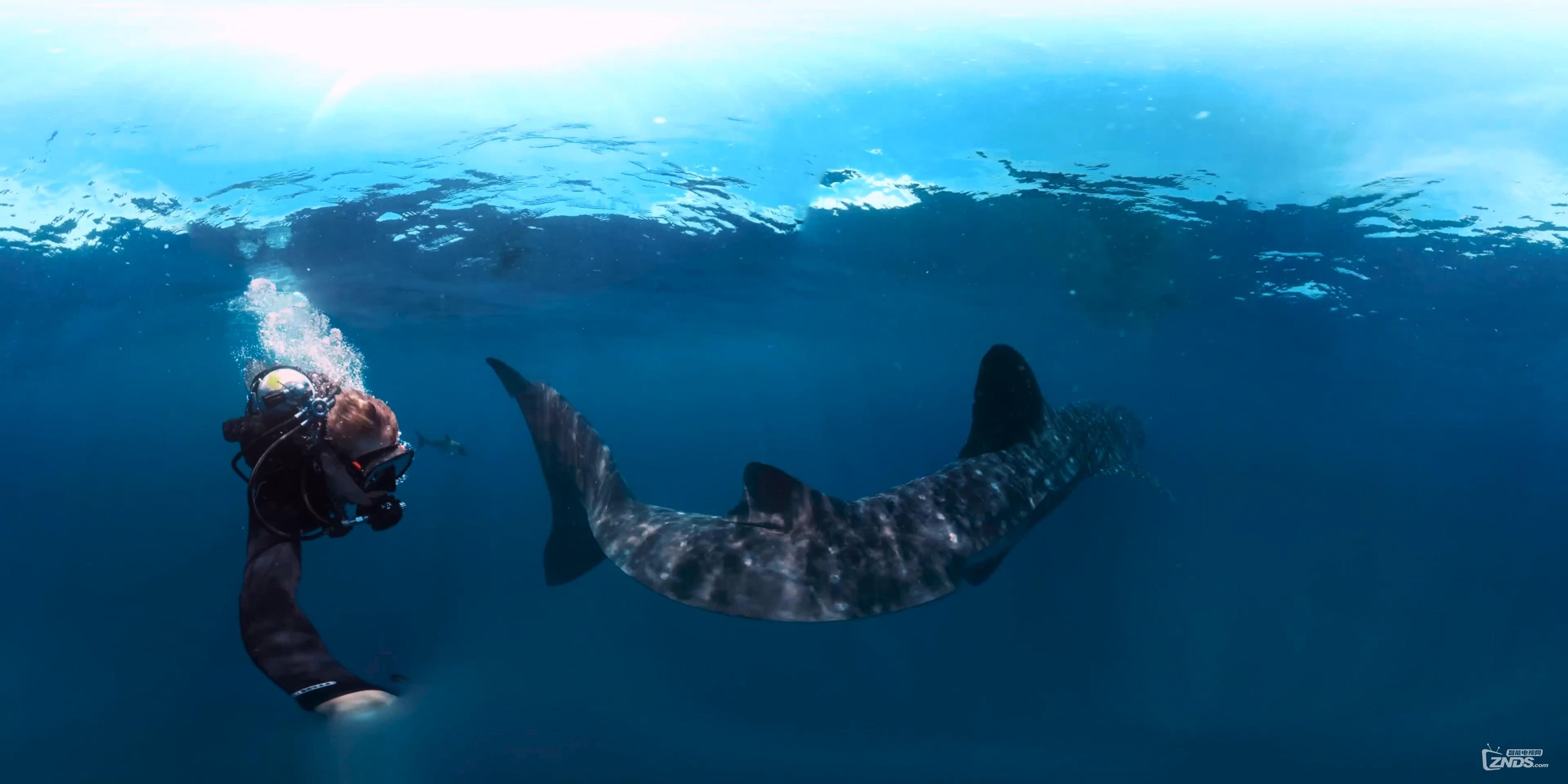 Protecting Ocean Anchor Species (360 Video)_(1)_20160725221628.JPG