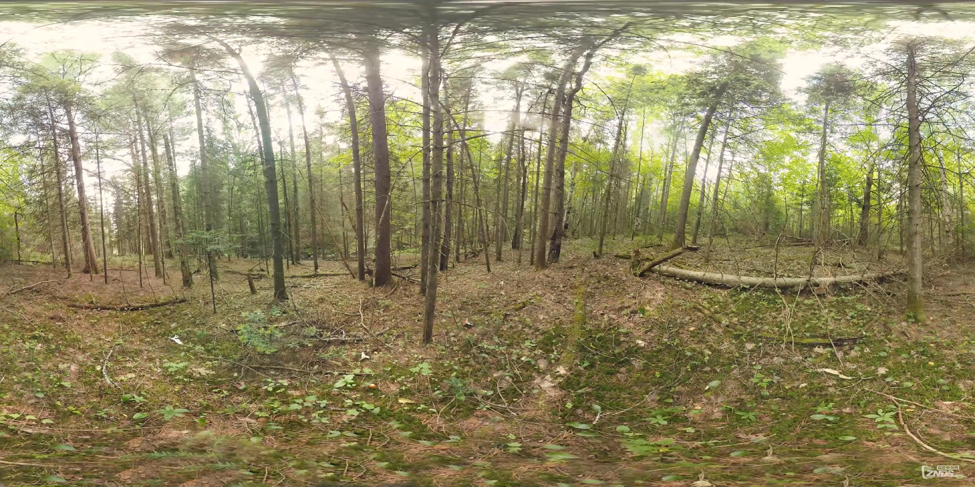 Foraging for Food _ Survivorman (360 video)_(1)_20160725224008.JPG