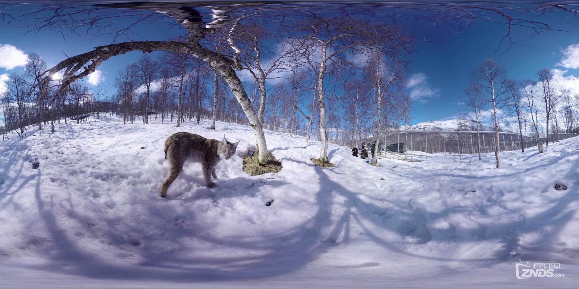360度vr全景视频北极动物园