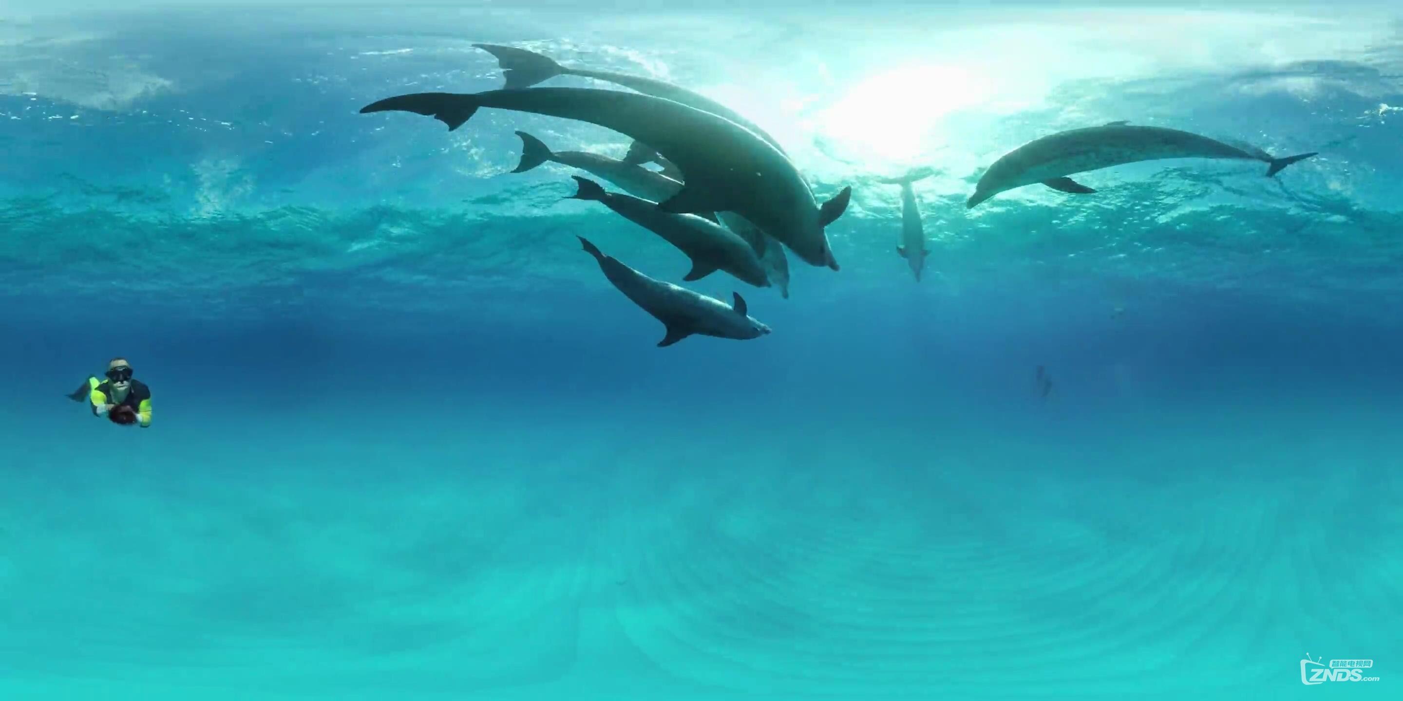 gopro拍摄瑰丽的海洋世界 与海豚共泳_超清_20160811214507.jpg