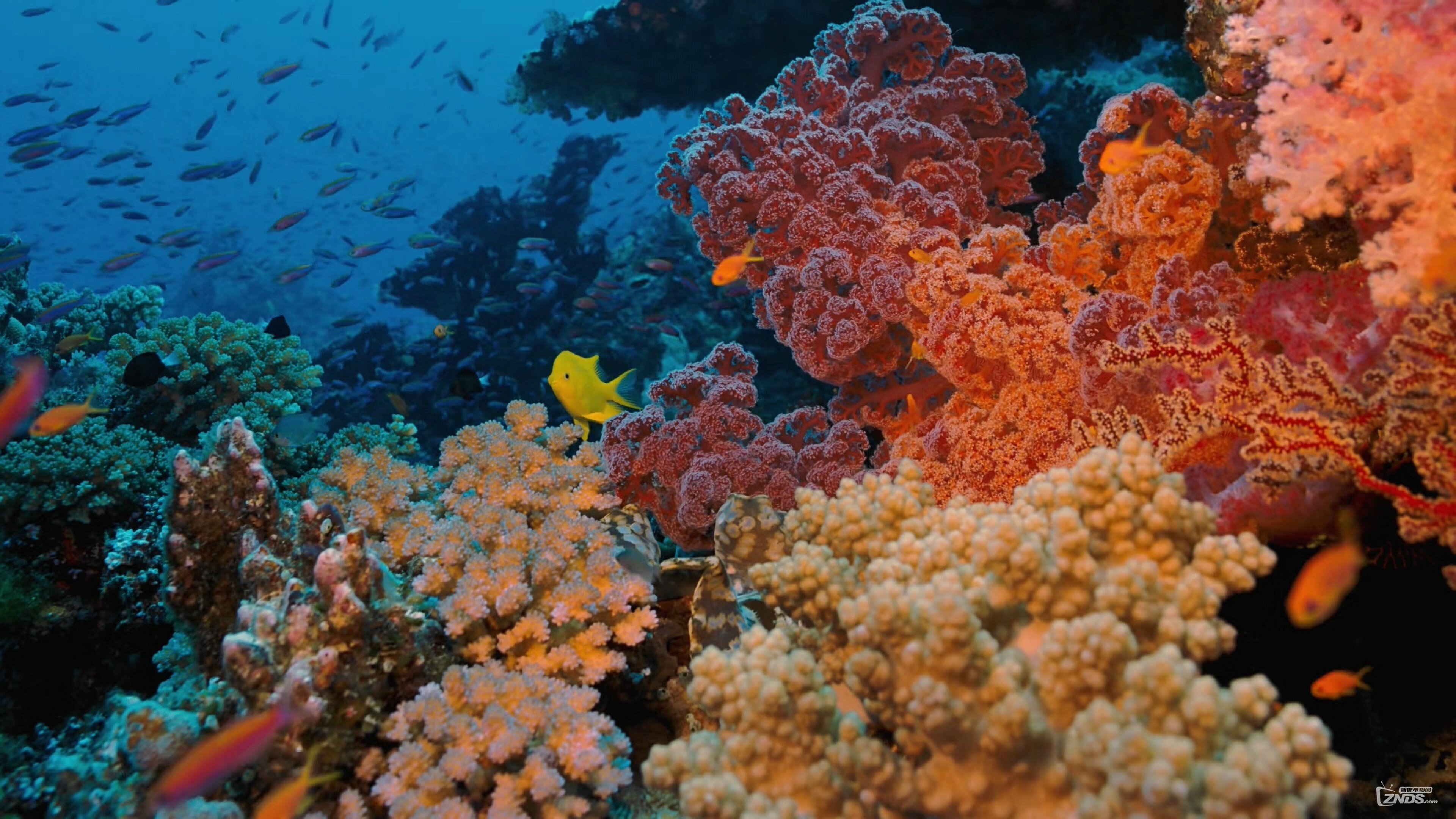 Coral Reef: Amazoncom