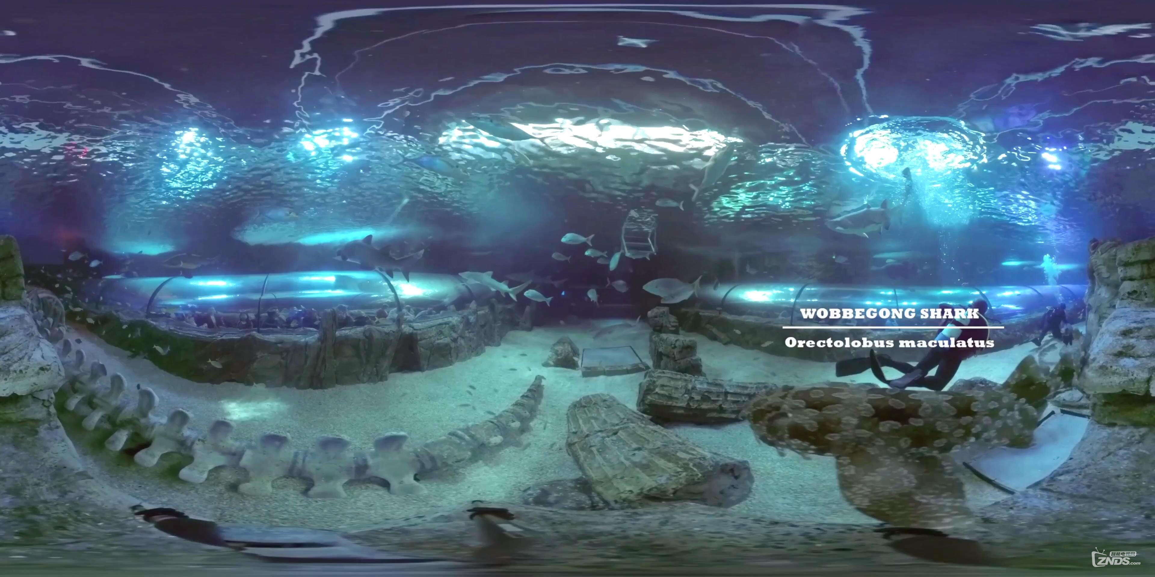 SEA LIFE Sydney Aquarium - Shark Tank 360 VR Underwater Video_201698211813.JPG