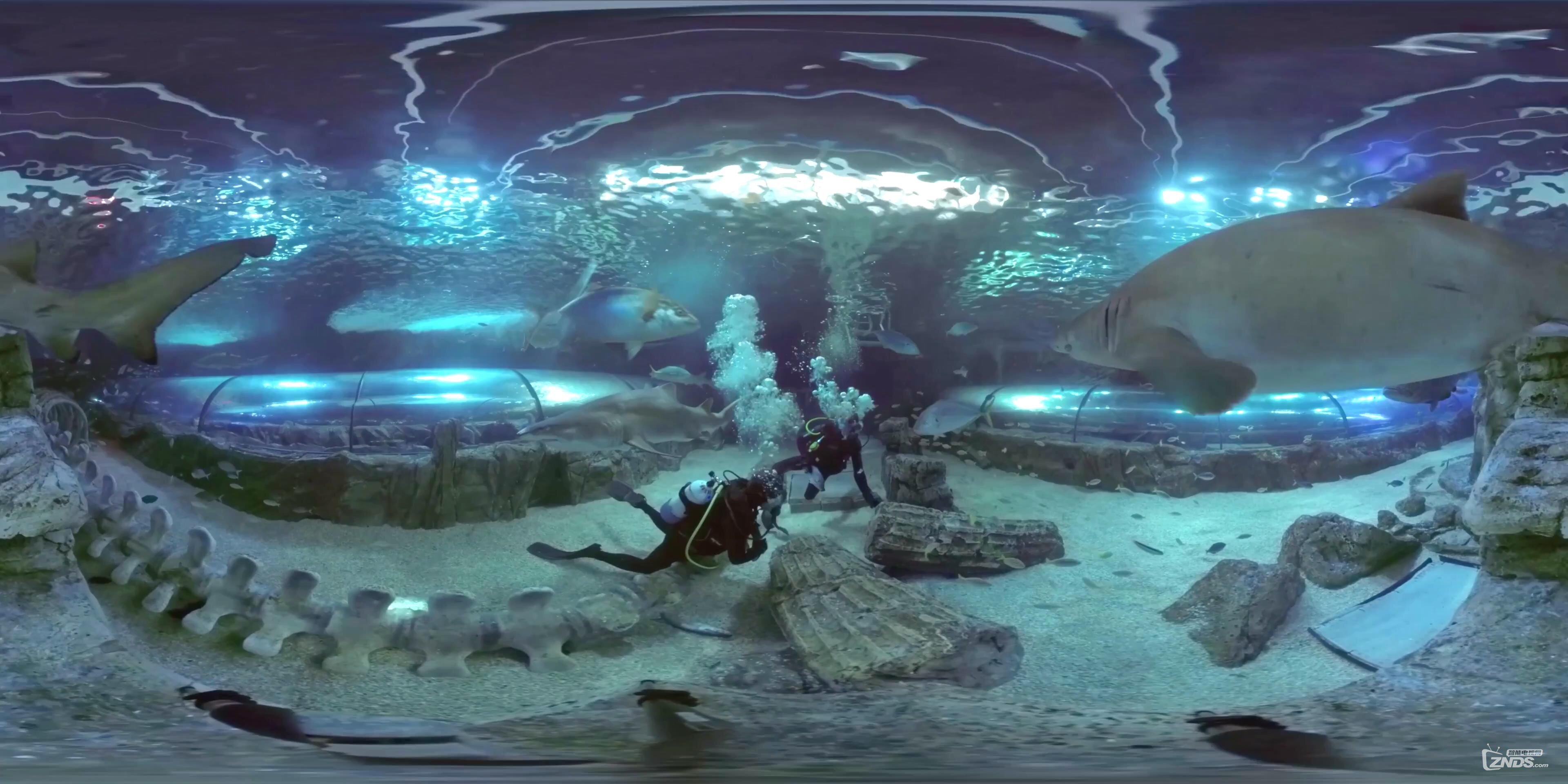 SEA LIFE Sydney Aquarium - Shark Tank 360 VR Underwater Video_201698211823.JPG